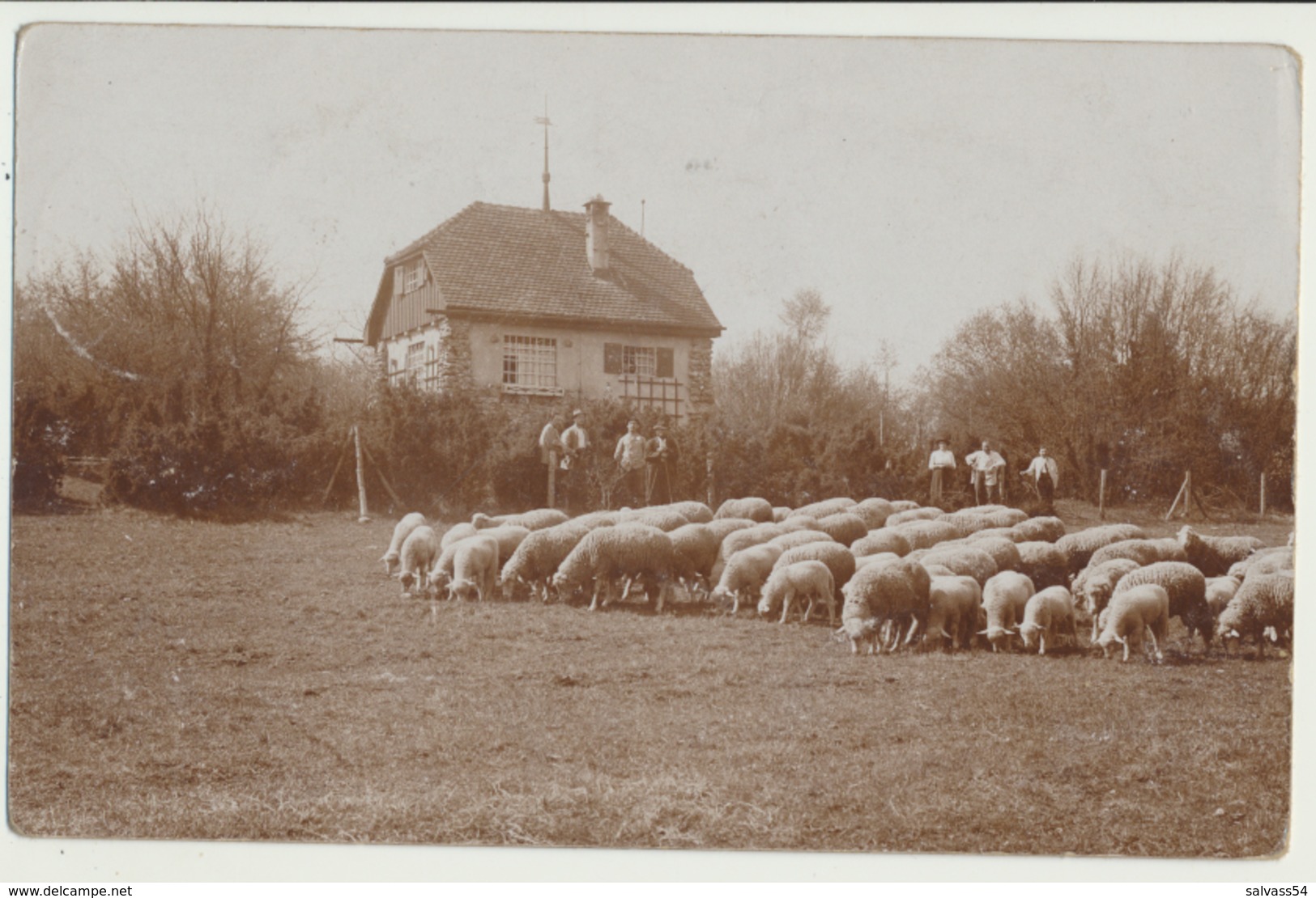 Allemagne - Göppingen : Foto-Karte - Carte-Photo : Moutons (3.4.1915) - Goeppingen