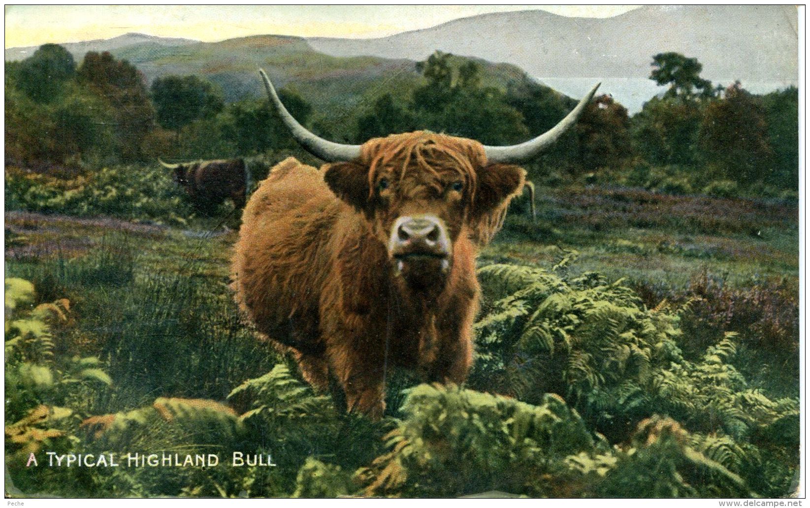 N°29909  -old Card -A Typical Highland Bull- - Taureaux
