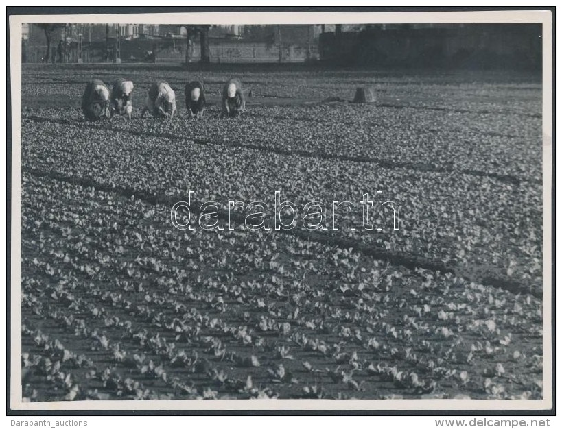 Cca 1935 Kinszki Imre (1901-1945): Pal&aacute;nt&aacute;z&oacute;k A Kert&eacute;szetben, Pecs&eacute;ttel Jelzett,... - Autres & Non Classés