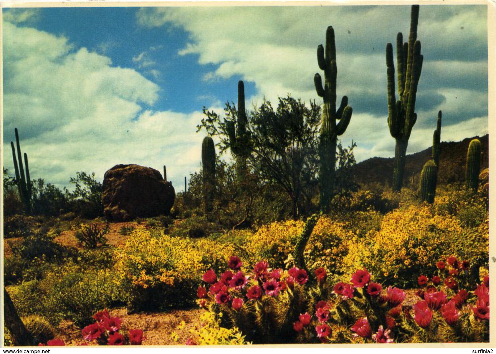 CACTUS - SPRING IN THE HEART OF DESERTLAND Cac11 - Cactus