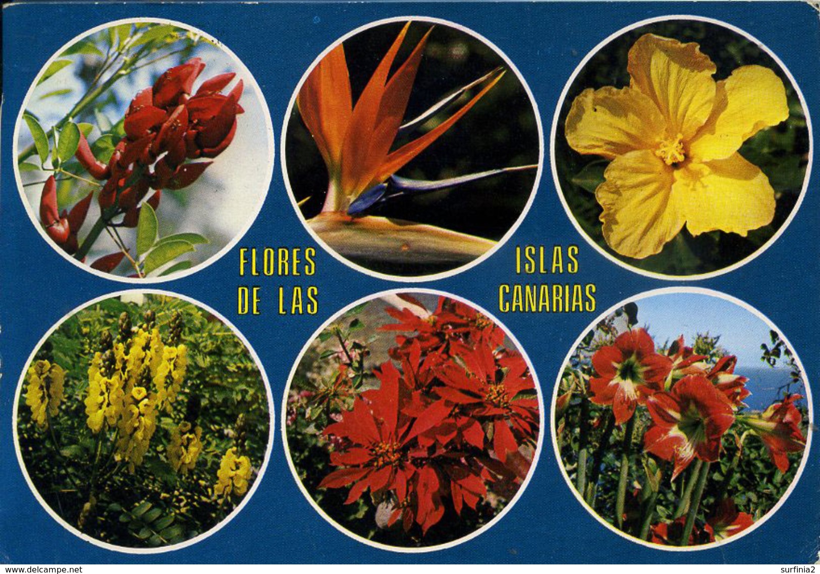 CACTUS - FLORES DE LAS ISLAS CANARIAS  Cac15 - Cactus