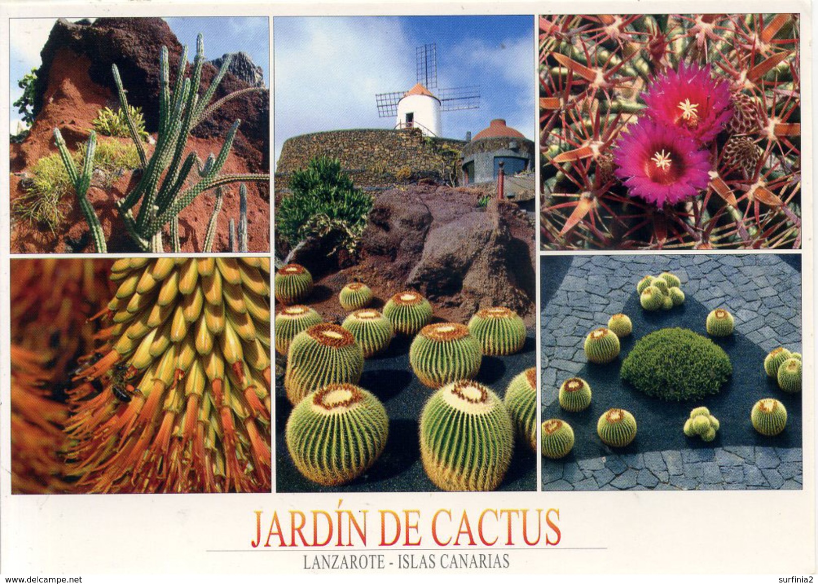 CACTUS - LANZAROTE - JARDIN DE CACTUS Cac17 - Cactusses