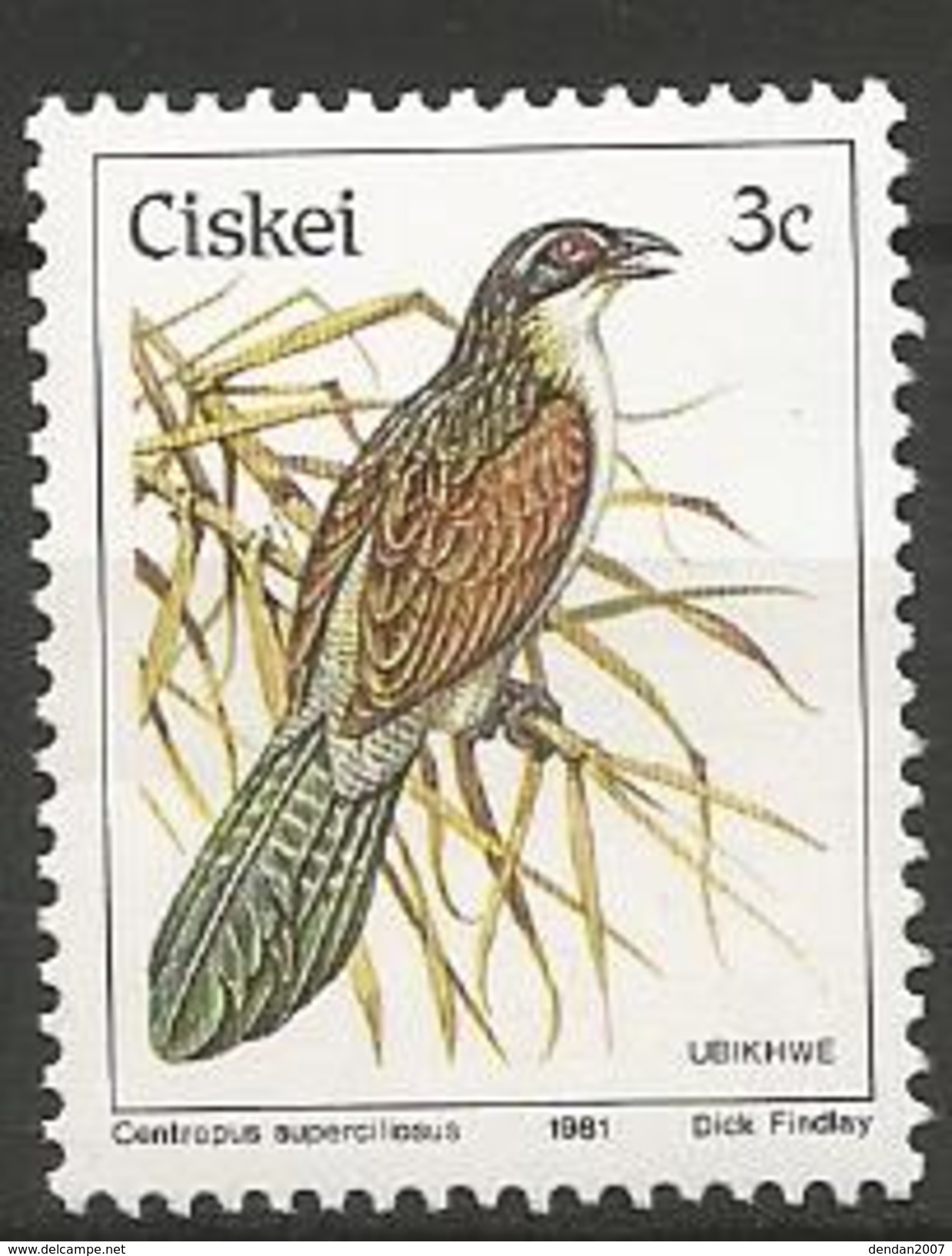 Ciskei (South Africa)  - MNH - White-browed Coucal ( Centropus Superciliosus ) - Cuckoos & Turacos