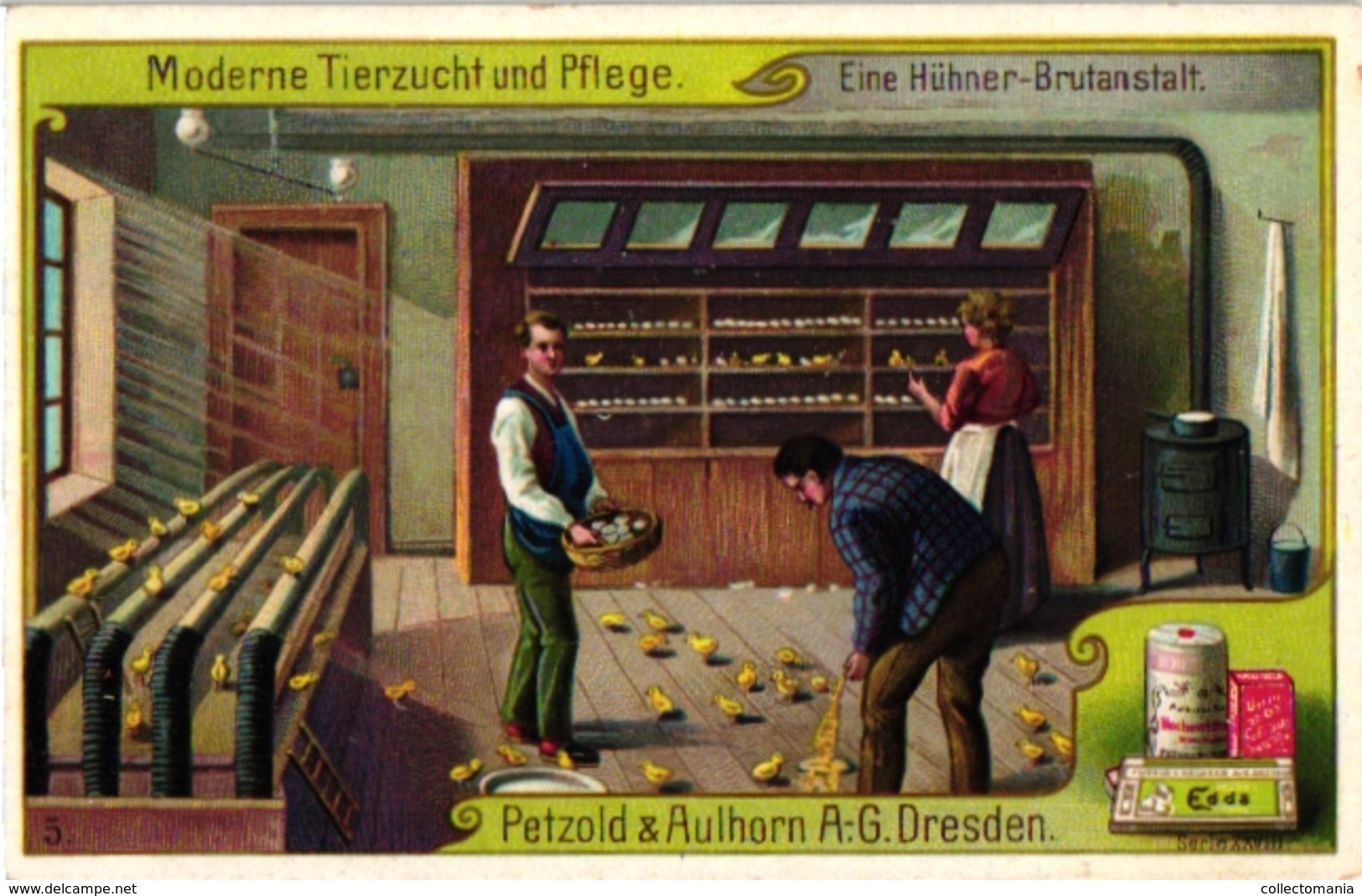 6 Cards Chocolade Edda C1900 Animal Chicken Incubator Zoo Afrika Antilopen Aligator  DRESDEN Petz Aulhorn KAPLAND Cape - Other & Unclassified