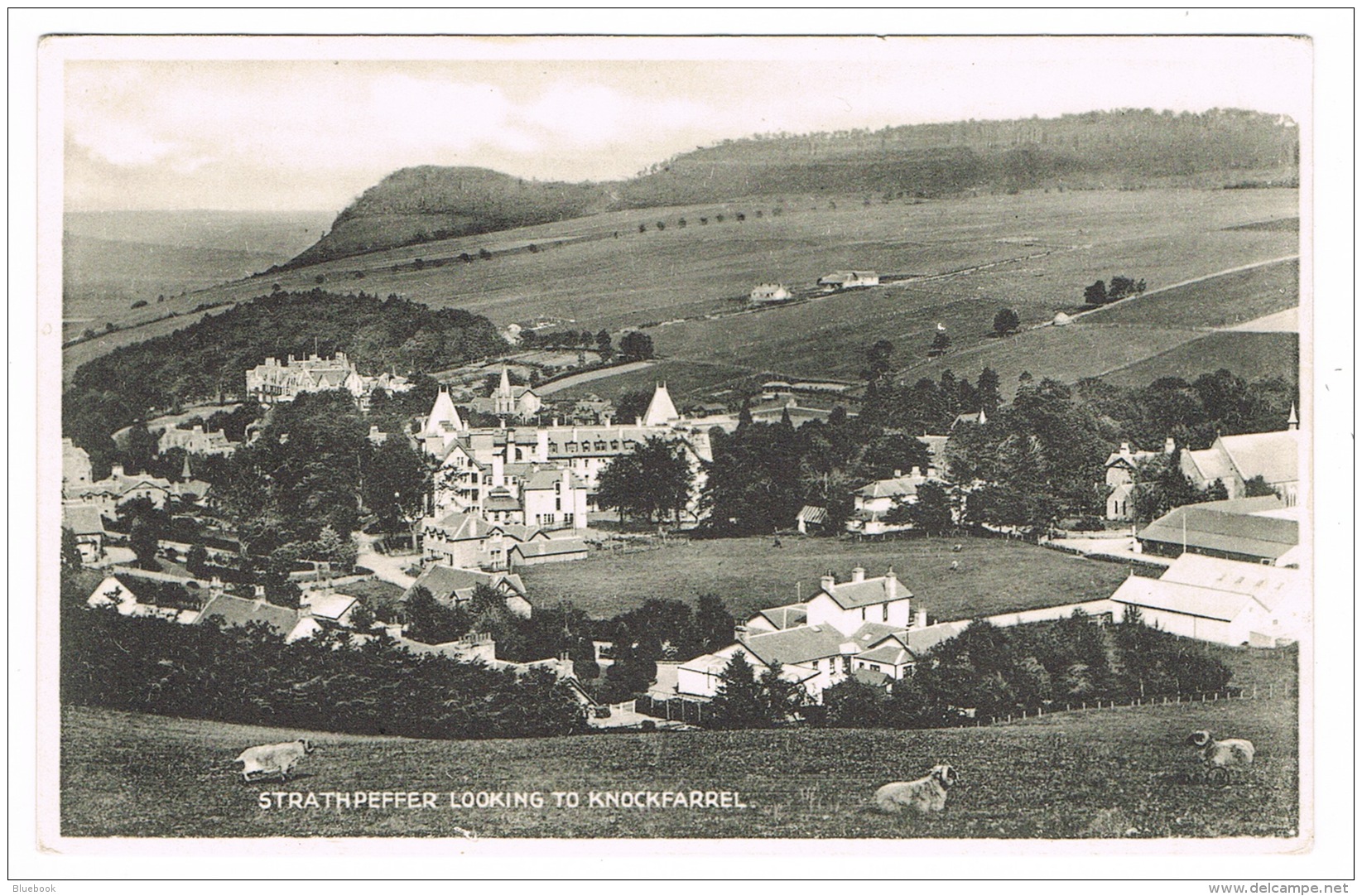 RB 1137 - Sheep Postcard - Strathpeffer Looking To Knockfarrel - Ross &amp; Cromarty Scotland - Ross & Cromarty