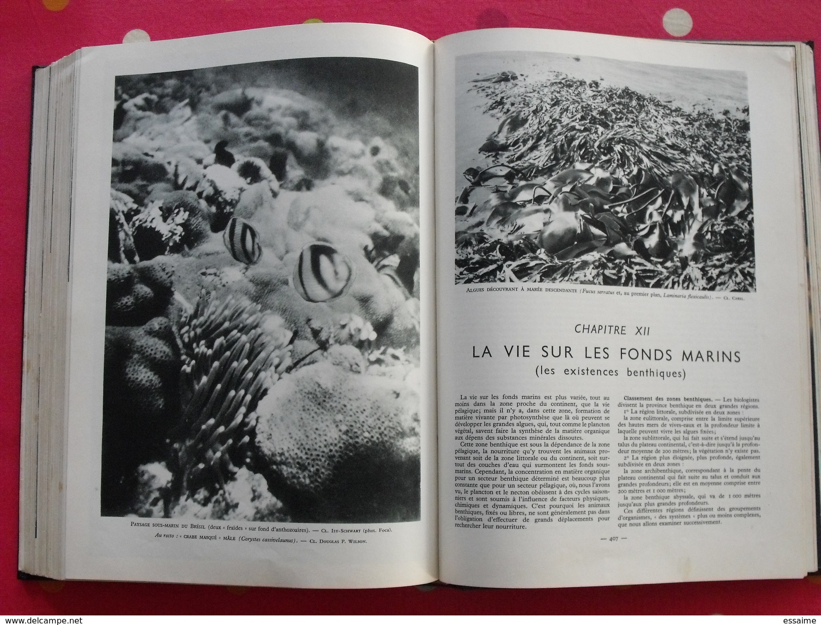 La mer. cousteau. édit. Larousse 1953. 503 pages. 870 photos. 16 hors-texte. encyclopédie.