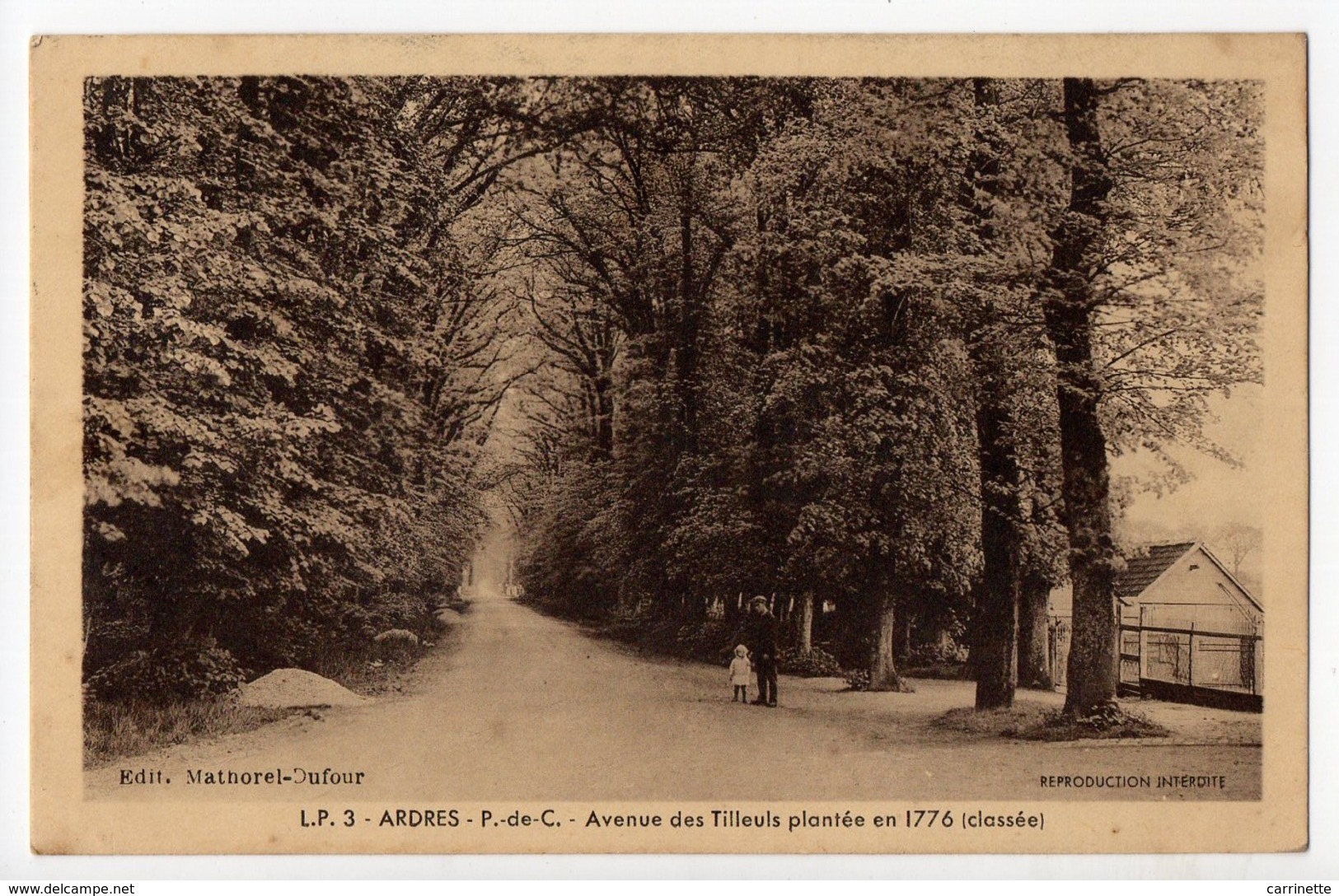 ARDRES - 62 - Pas De Calais - Avenue Des Tilleuls - Ardres