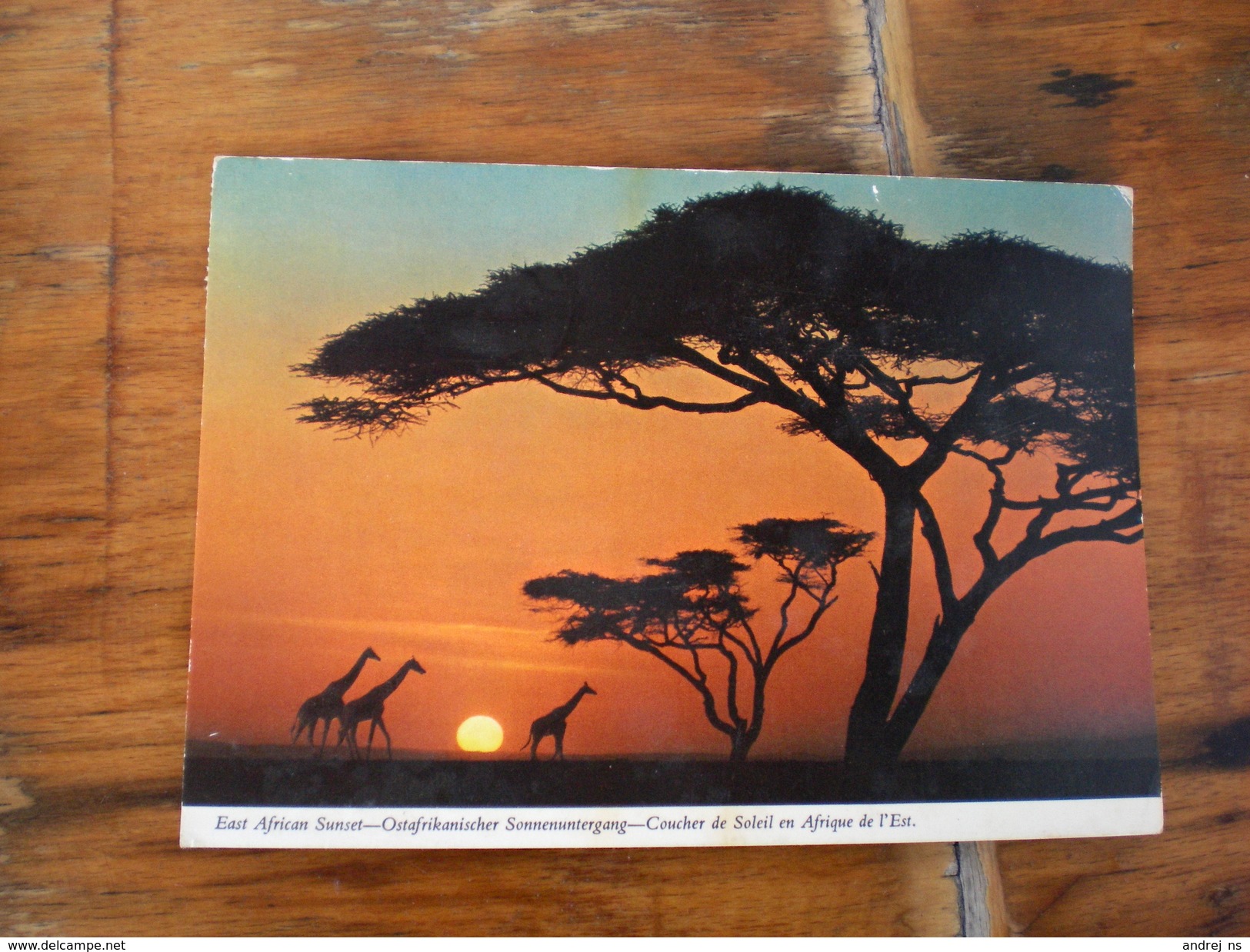 Acacia Trees East African Sunset - Sambia