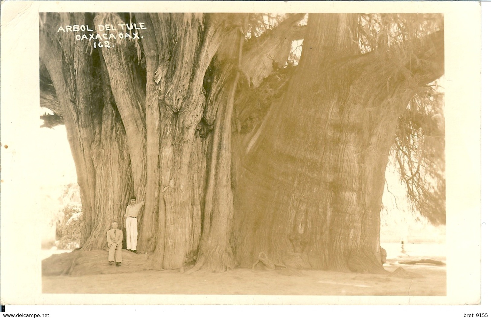 MEXIQUE CARTE PHOTO ARBOL DEL TULE OAXACA OAX 162 MOTEL MARGARITA - México