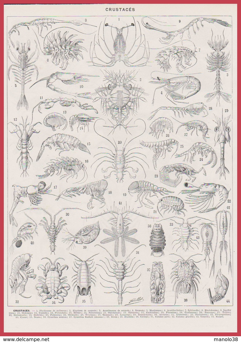 Crustacé. Crustacés Recto-verso. Illustration Millot. Larousse 1948 - Autres & Non Classés