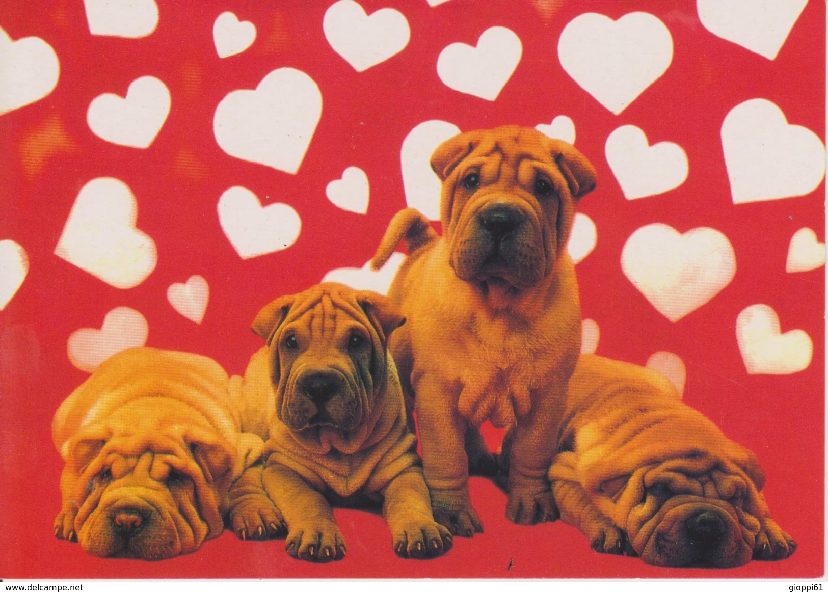 Sharpei - Chiens