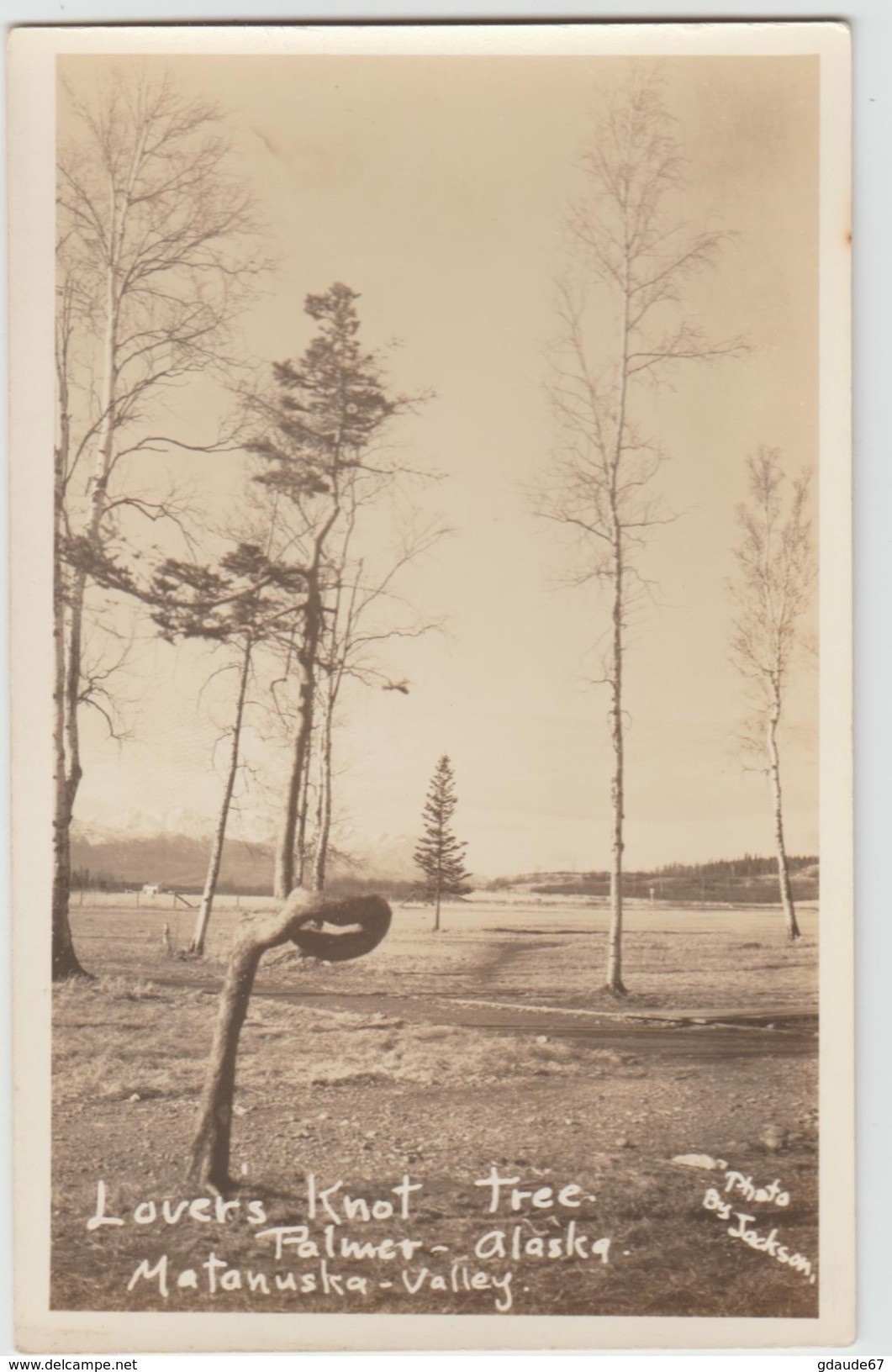 MATANUSKA VALLEY (ALASKA) - LOVERS KNOT TREE - PALMER - Autres & Non Classés