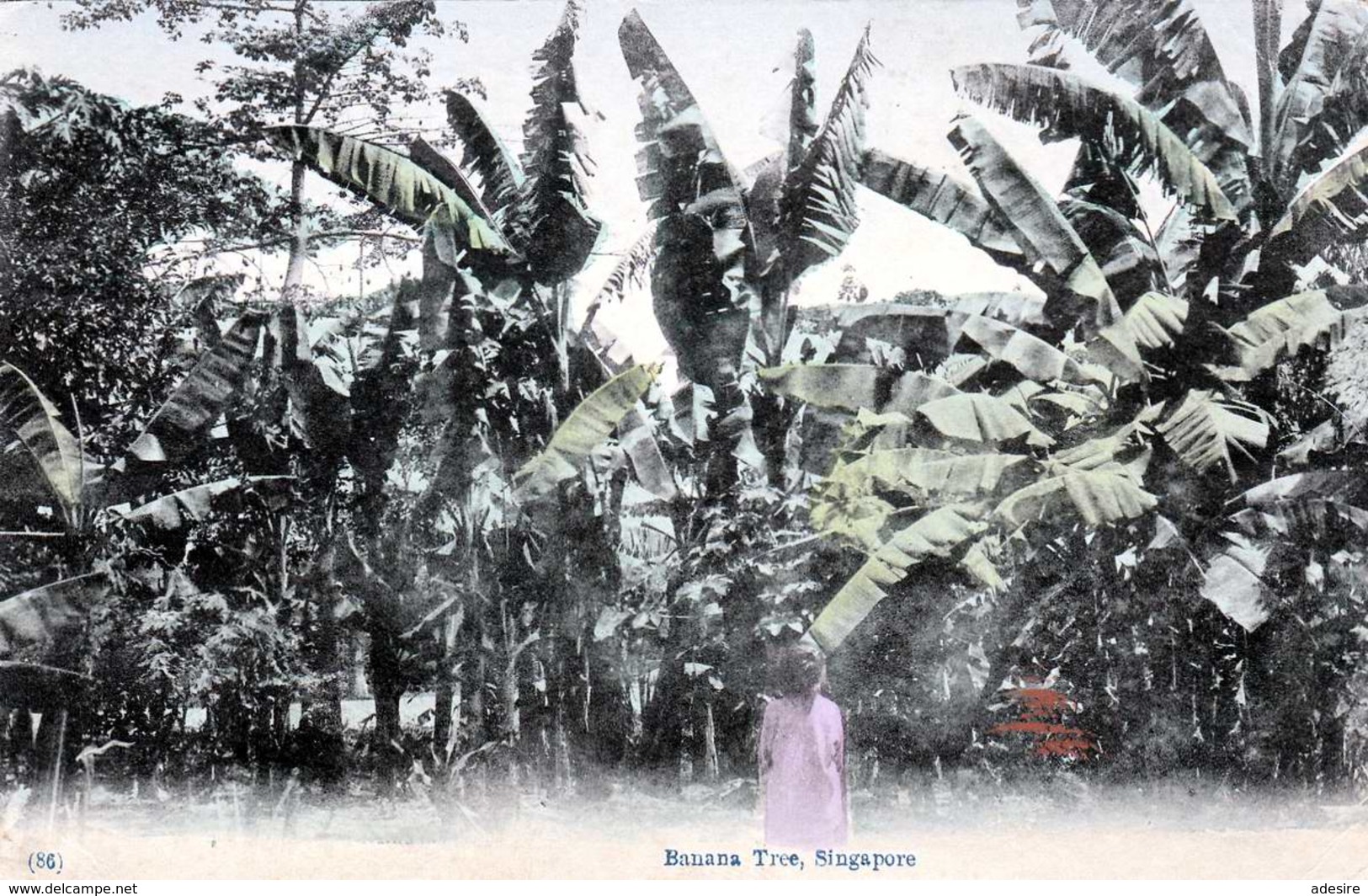 SINGAPUR - Banana Tree, Karte Um 1910 - Indonésie