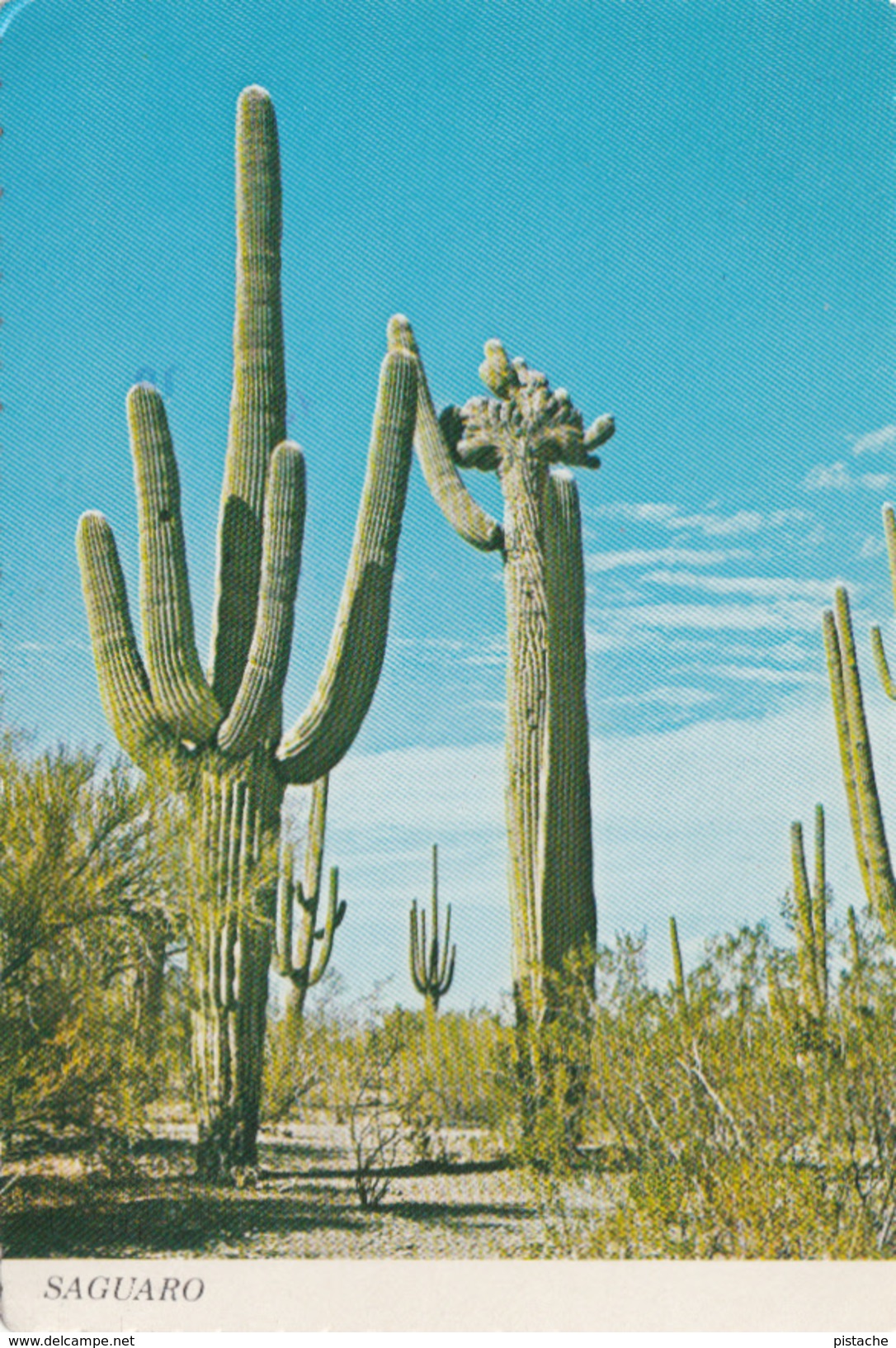 Cactus Saguaro In Sonoran Desert - USA & Mexico - Stamp & Postmark 1979 - 2 Scans - Cactus