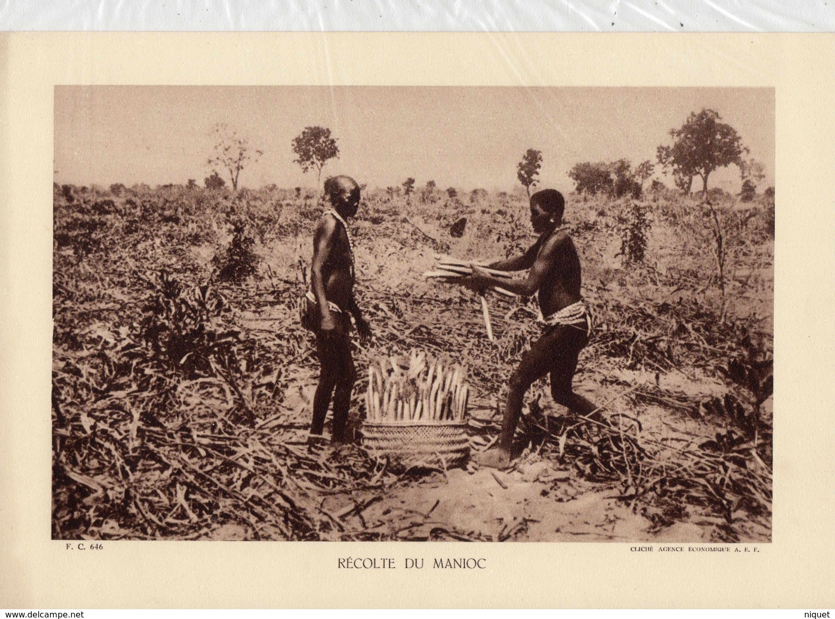 RECOLTE DU MANIOC, Animée,  Planche Densité = 200g, Format: 20 X 29 Cm, (Agence Economique A.F.F.) - Documents Historiques