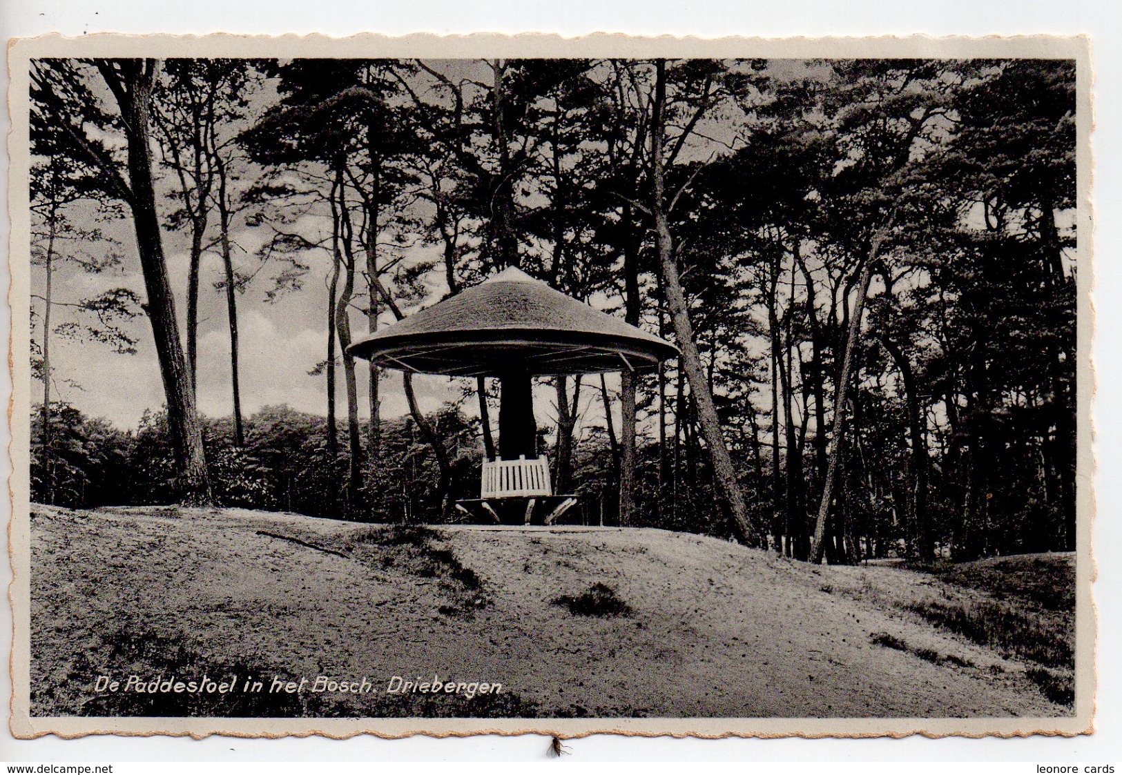 CPA.Pays-Bas.Driebergen.De Paddestoel In Het Bosch. - Driebergen – Rijsenburg