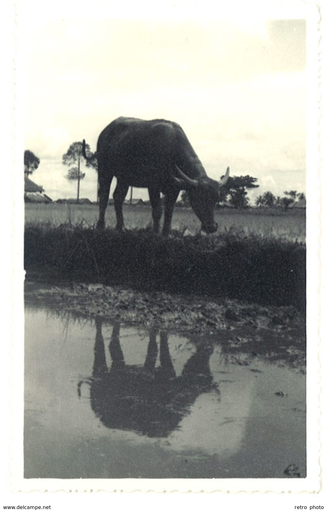 Cpa Carte-photo Cochinchine, Buffle - Vietnam