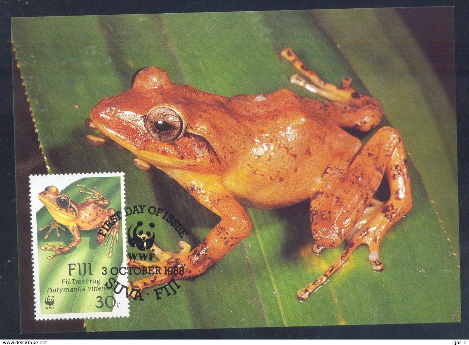 Fiji 1988 Maximum Card Fauna WWF Protected Animals Frog Frosch Grenouille Fiji Tree Frog ( Ptalimantis Vitiensis) - Frogs
