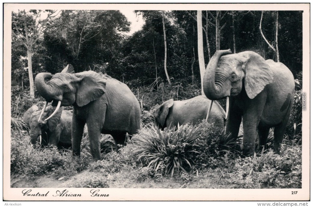 Ansichtskarte  Tiere - Elefant In Wildbahn  Afrika Kenia 1954 - Elephants