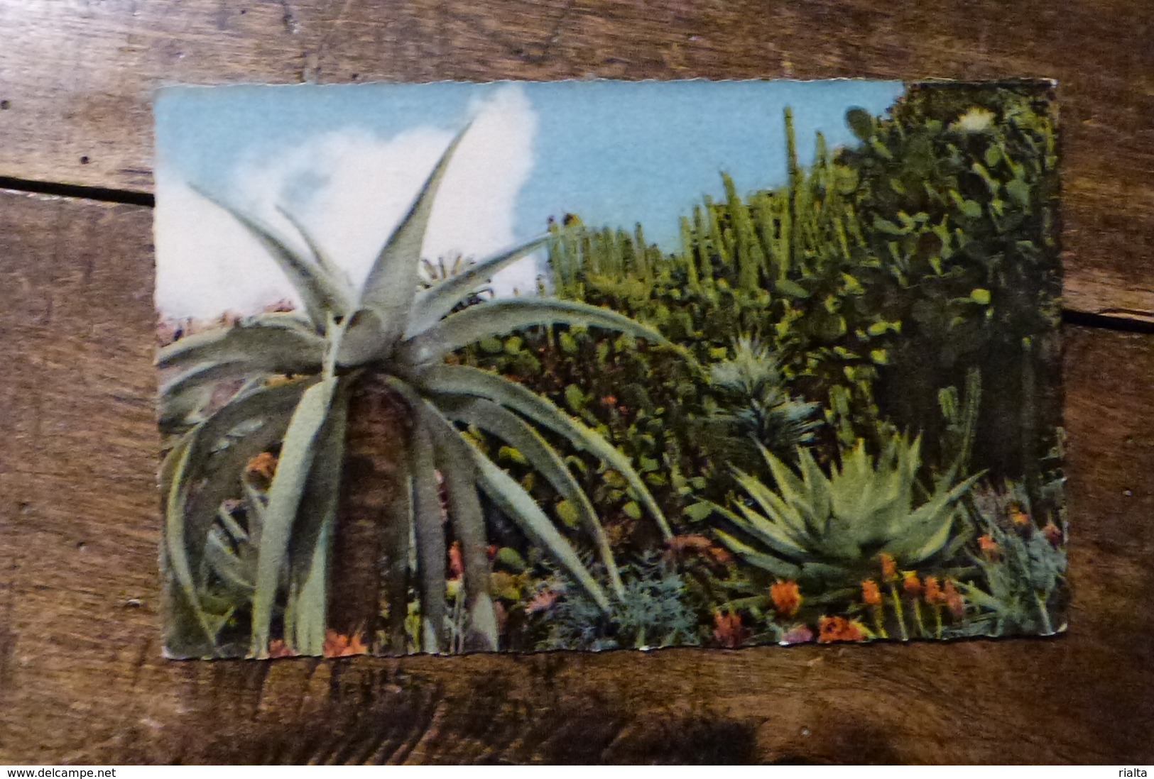 COTE D'AZUR, UNE GRANDE VARIETE DE PLANTES EXOTIQUES, 1959 - Provence-Alpes-Côte D'Azur