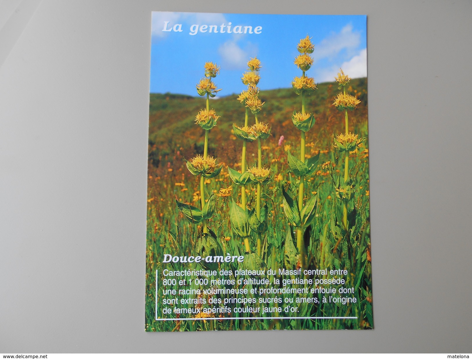 PLANTES LA GENTIANE AUVERGNE - Plantes Médicinales