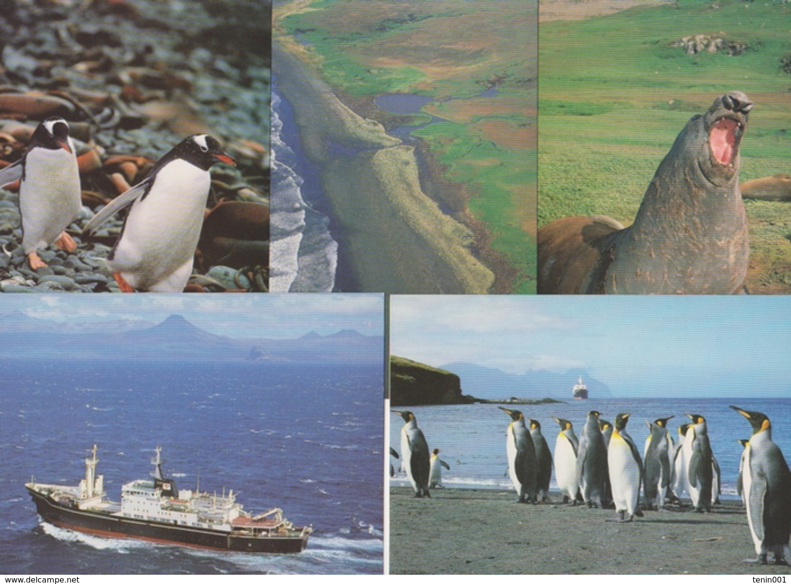 TAAF - Iles Australes - Fatras - Animaux - Oiseaux - TAAF : French Southern And Antarctic Lands