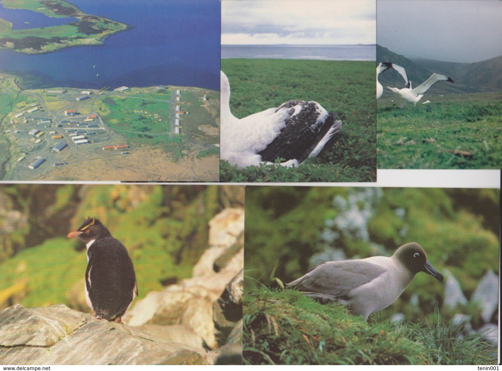 TAAF - Iles Australes - Fatras - Animaux - Oiseaux - TAAF : French Southern And Antarctic Lands