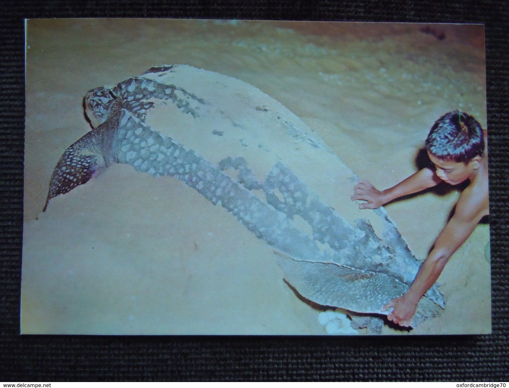 Une Tortue Luth Pondant Ses Oeufs Sur Une Plage De Malaisie - Schildpadden