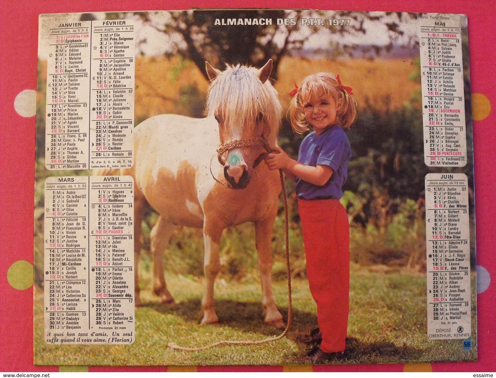 Almanach Des PTT. 1977. Calendrier Poste, Postes Télégraphes.veau Fillette Poney - Grand Format : 1971-80