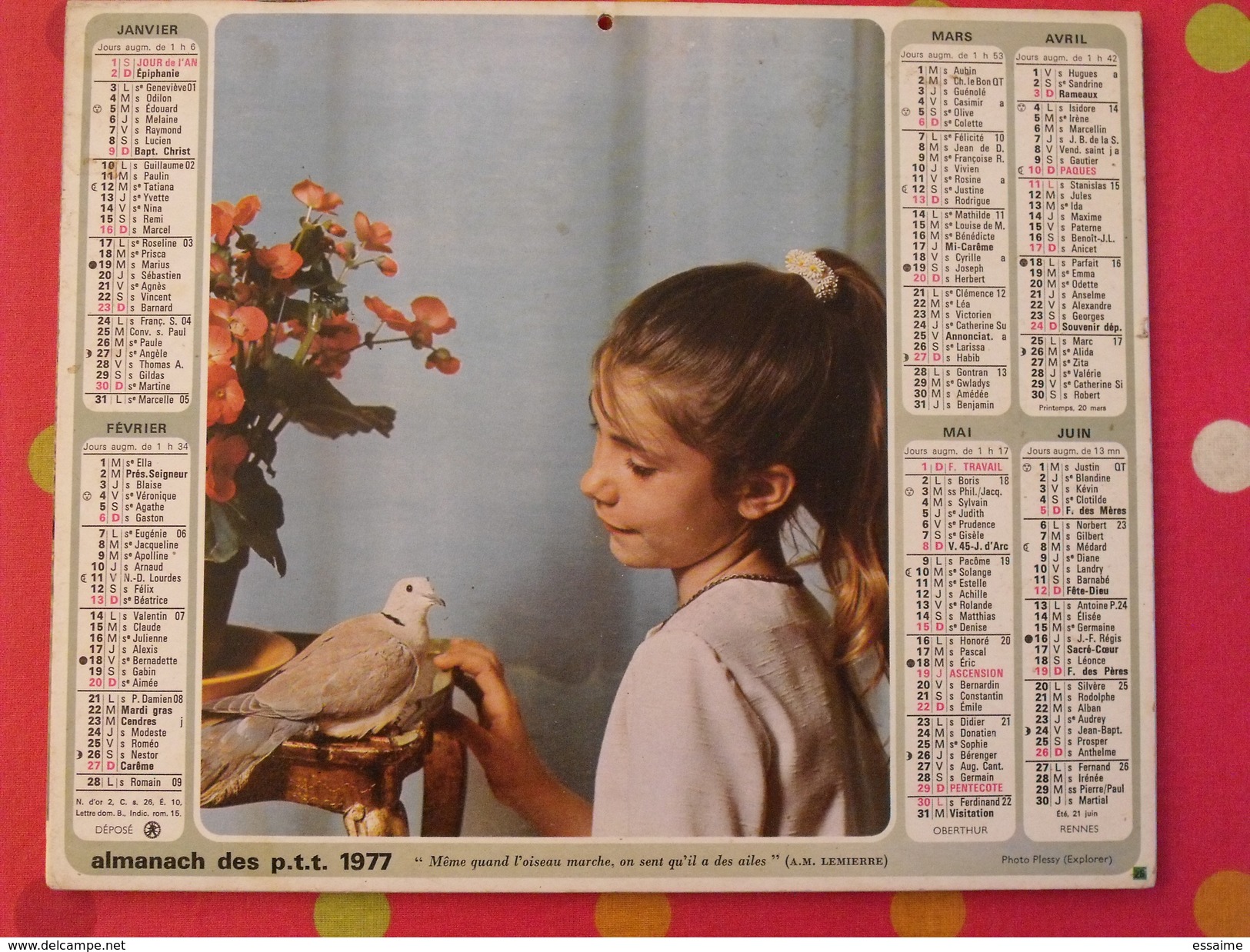 Almanach Des PTT. 1977. Calendrier Poste, Postes Télégraphes. Fillette Tourterelle Oiseau - Tamaño Grande : 1971-80