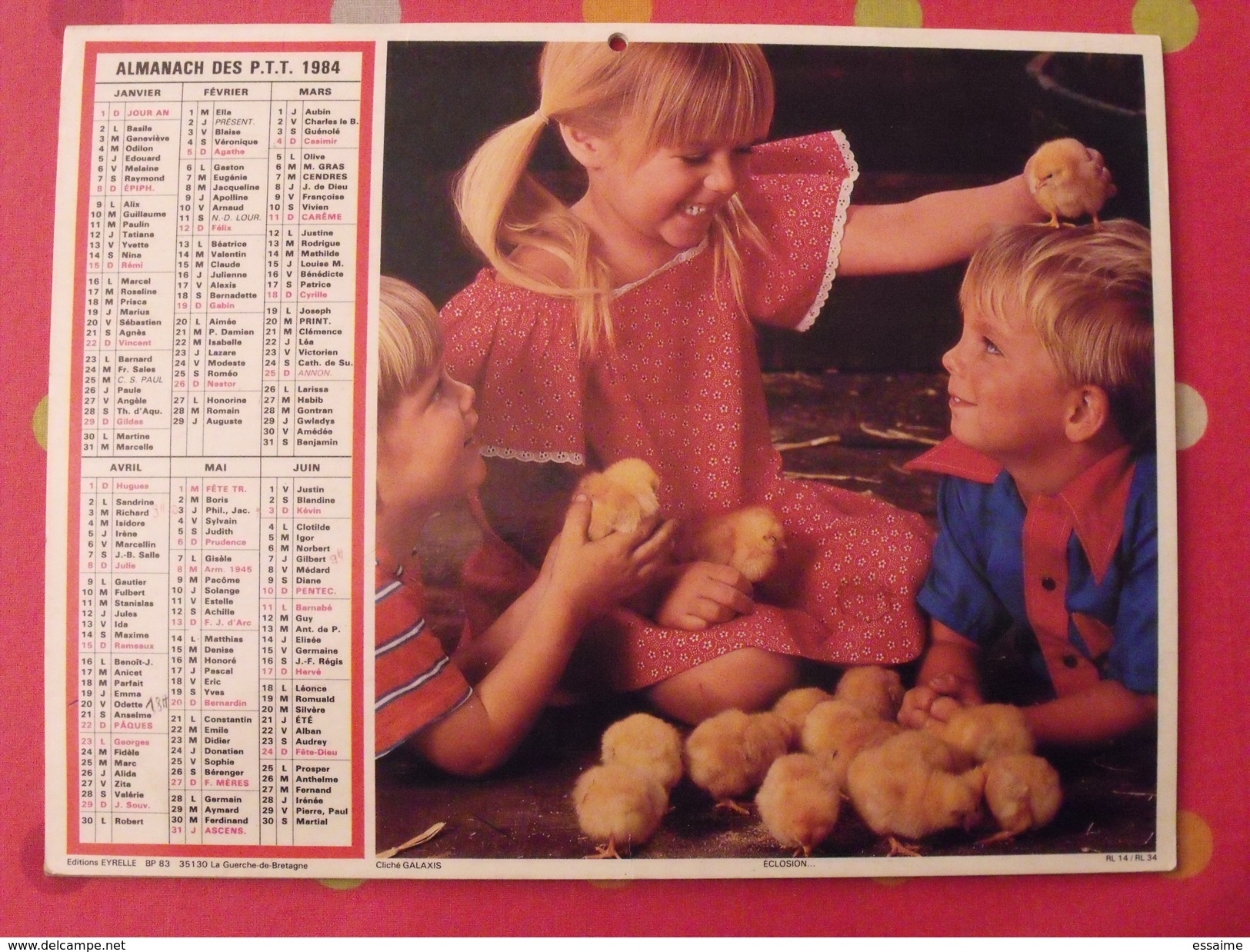 Almanach Des PTT. 1984. Mayenne Laval. Calendrier Poste, Postes Télégraphes. Fillette Poussin Veau - Grand Format : 1981-90