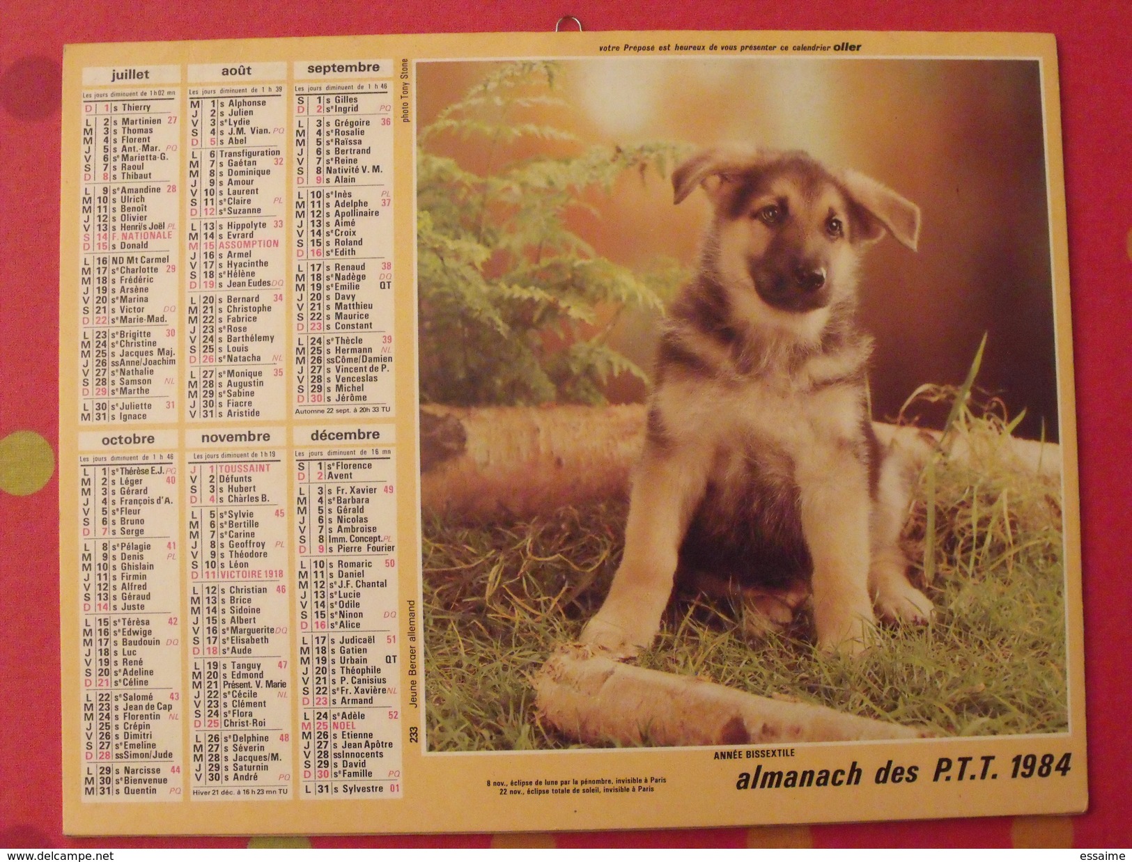 Almanach Des PTT. 1984. Mayenne Laval. Calendrier Poste, Postes Télégraphes. Chat Chien - Grand Format : 1981-90