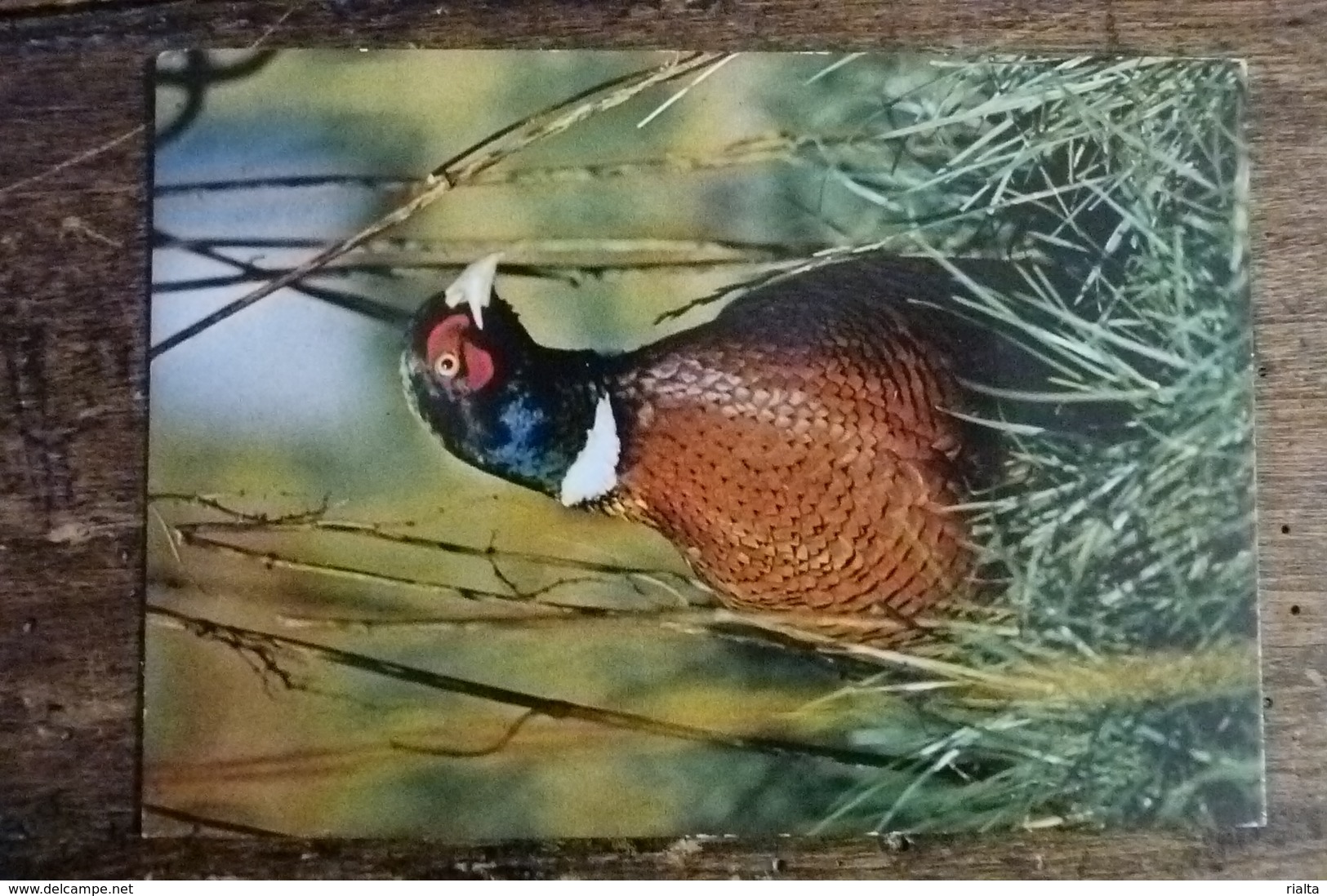 41, EN SOLOGNE, FAISAN DE COLCHIDE - Oiseaux