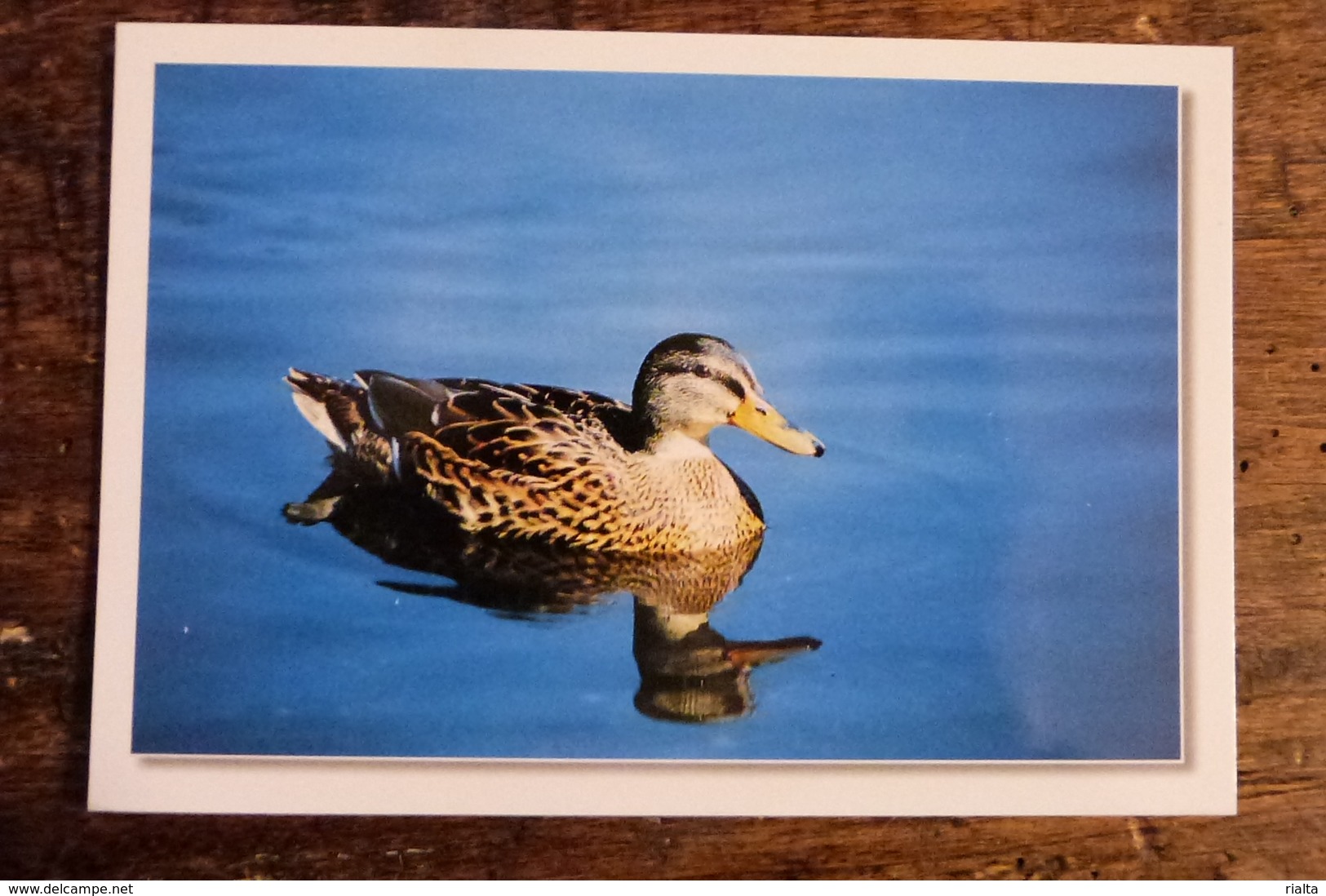 41, EN SOLOGNE, CANARD - Oiseaux