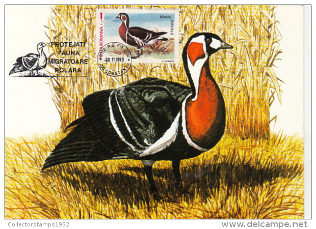 54268- RED BREASTED GOOSE, MAXIMUM CARD, 1990, ROMANIA - Gänsevögel