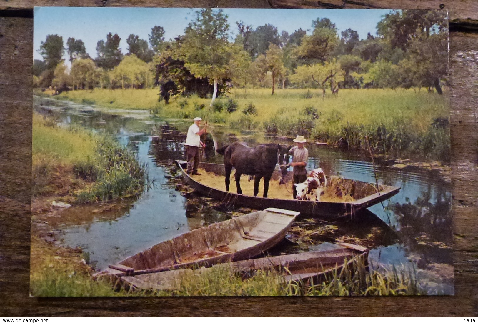 79, LA VENISE VERTE, TRANSPORT DU BETAIL DANS LE MARAIS - Autres & Non Classés