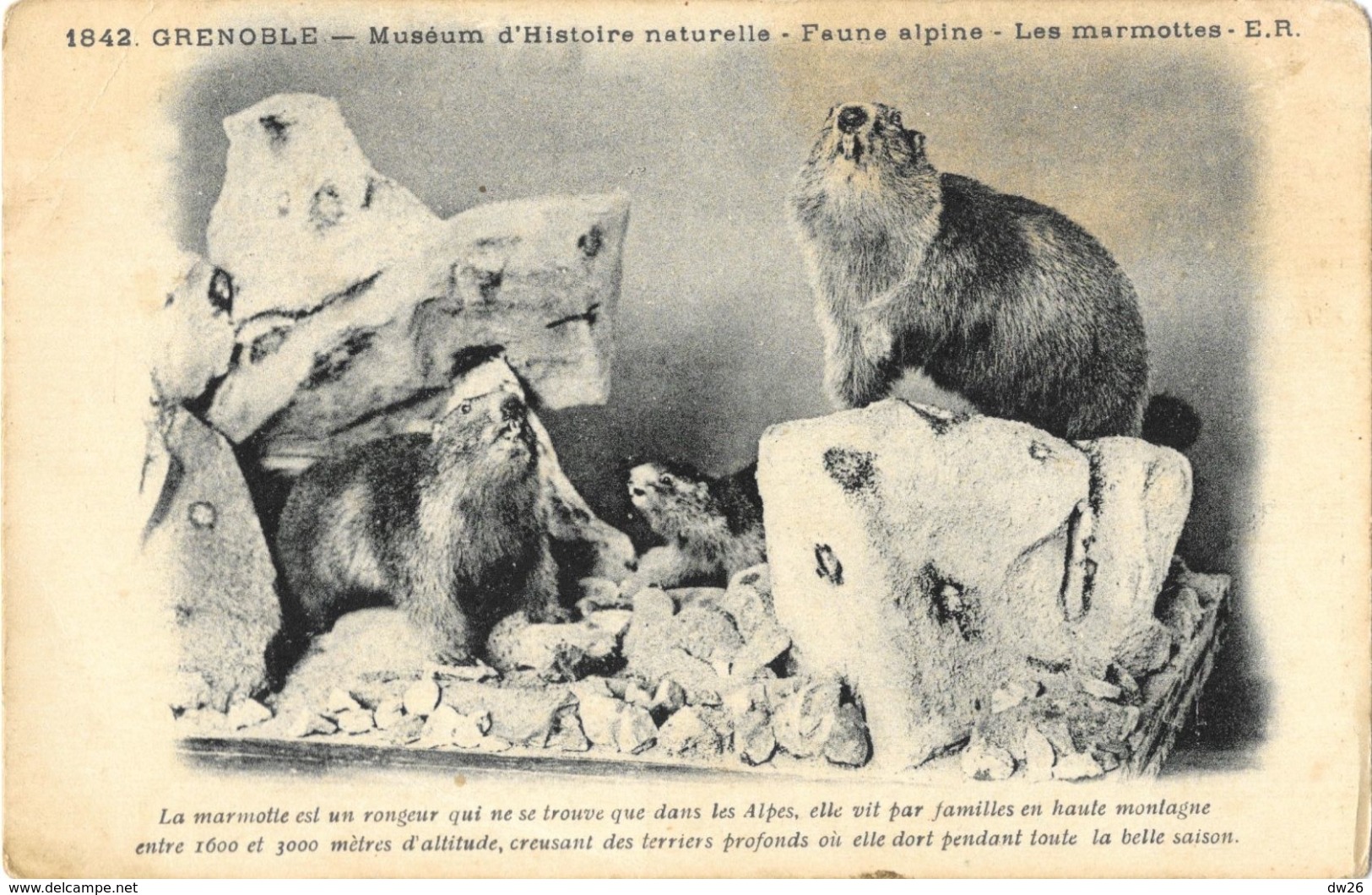 Grenoble - Muséum D'Histoire Naturelle - Faune Alpine, Les Marmottes - Carte E.R. Non Circulée - Musées