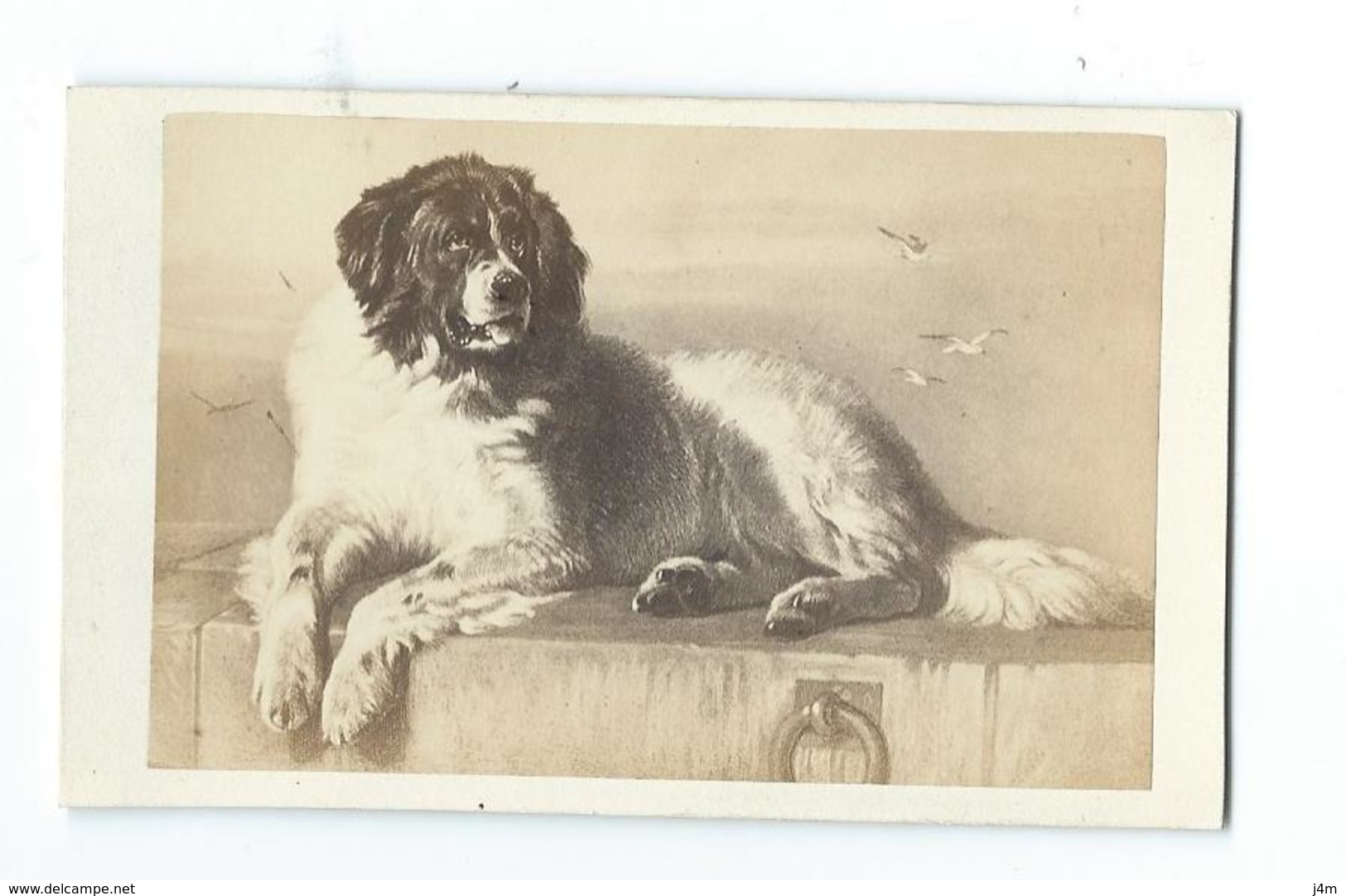 .Ancienne PHOTO Circa 1860 CDV De CHARDON, Rue Racine à PARIS (75), édit. BULLA Frères.. CHIEN - Alte (vor 1900)