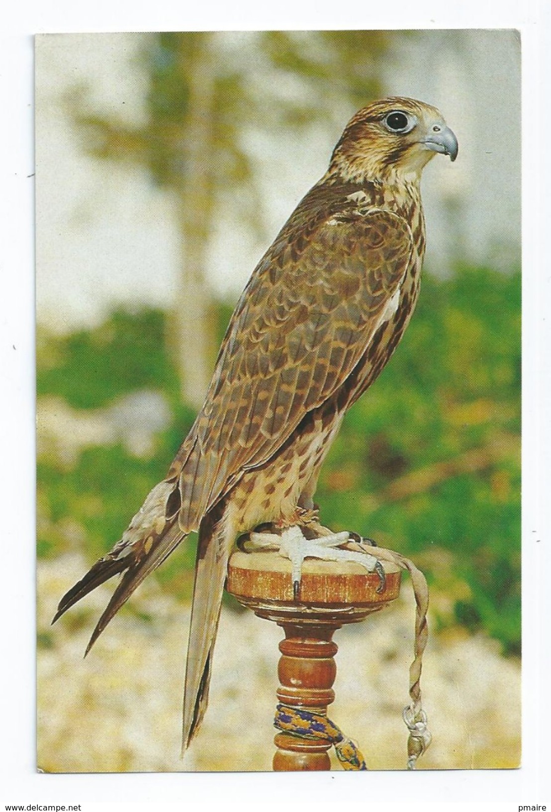 CPM Arabian Falcon Oiseau Rapace Diurne - Bahreïn