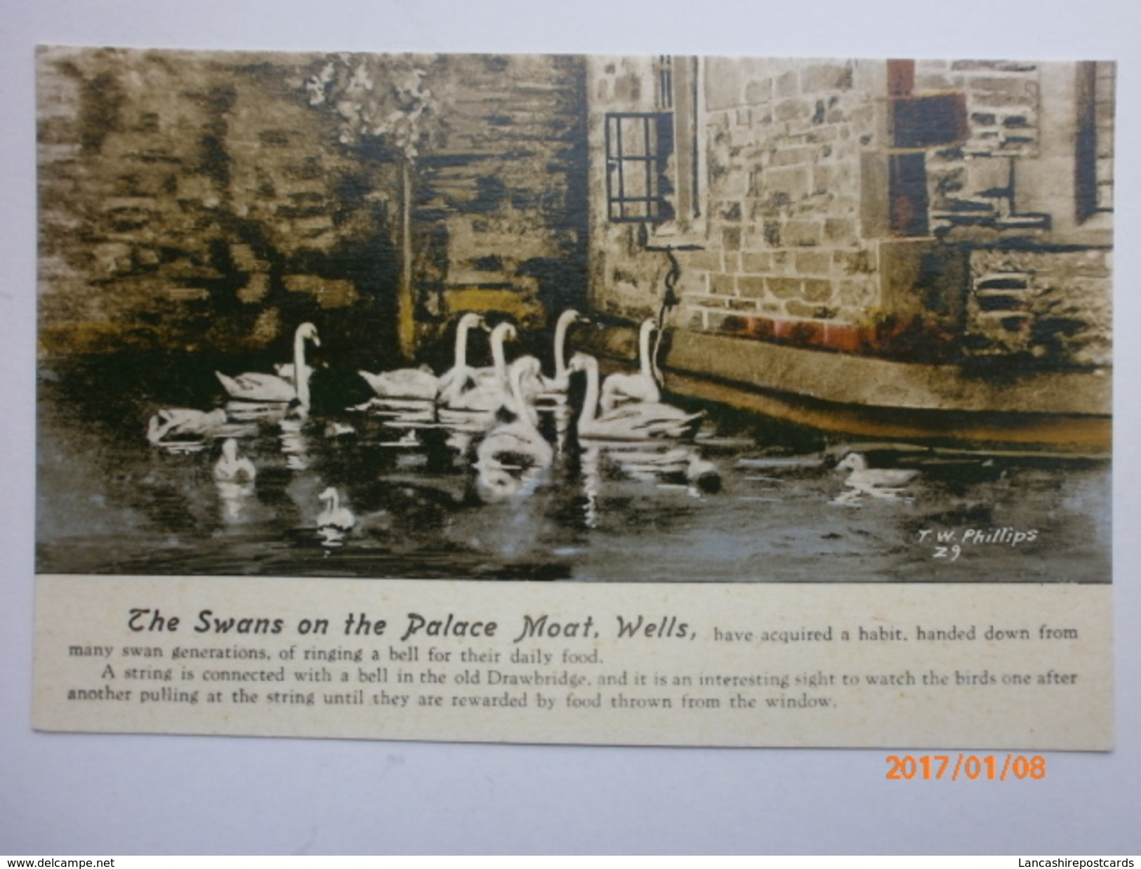 Postcard The Swans On The Palace Moat Wells Somerset By TW Phillips My Ref B1430 - Wells