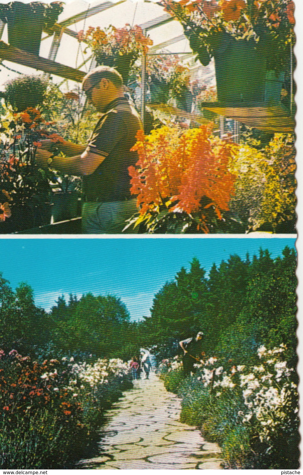 Métis Bas-Saint-Laurent Québec - Gardens - Jardins - Horticulture - Flowers Plants -  2 Scans - Other & Unclassified