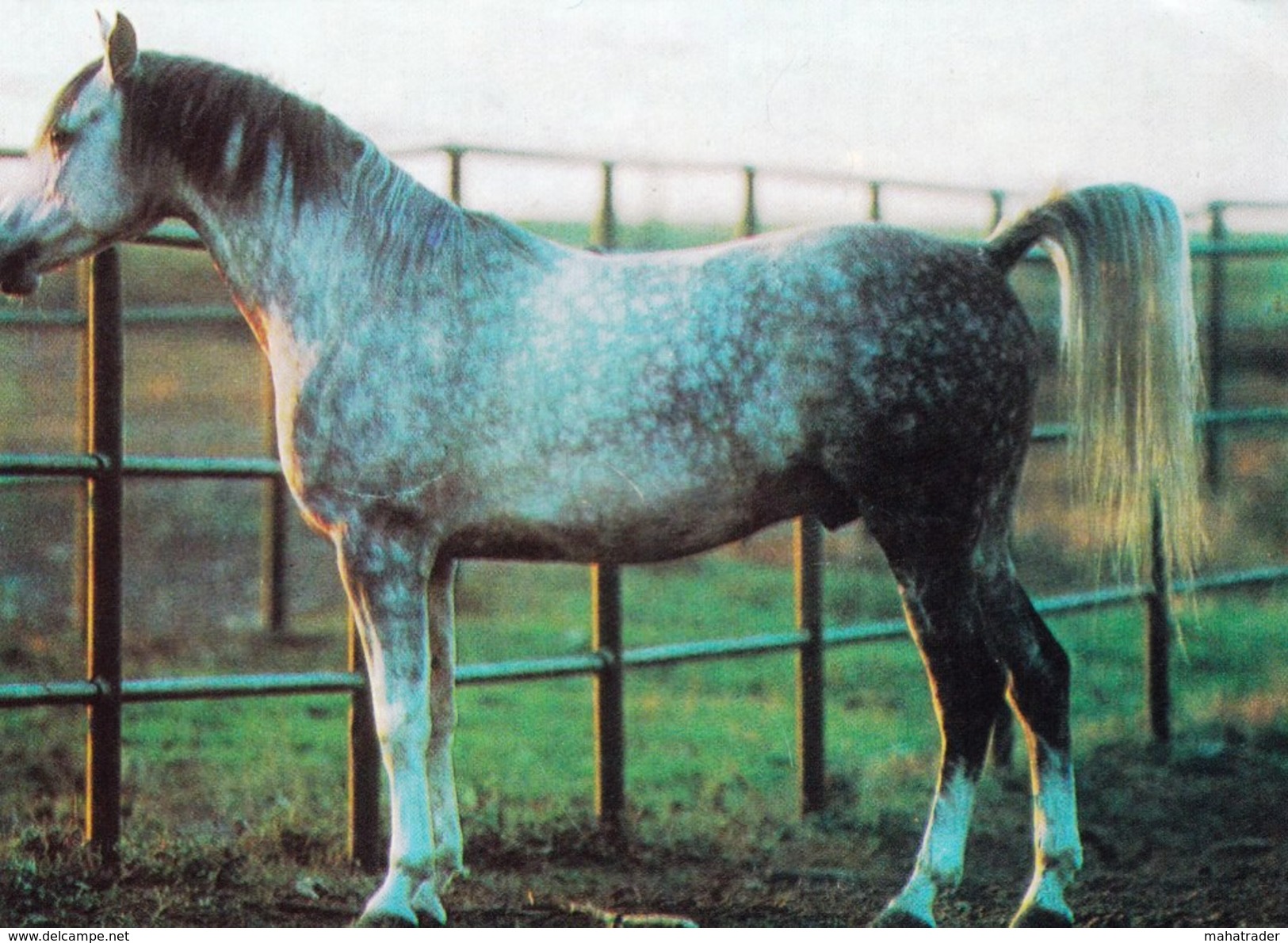 Grey Spotted Horse - Printed 1988 In Bulgaria - Pferde