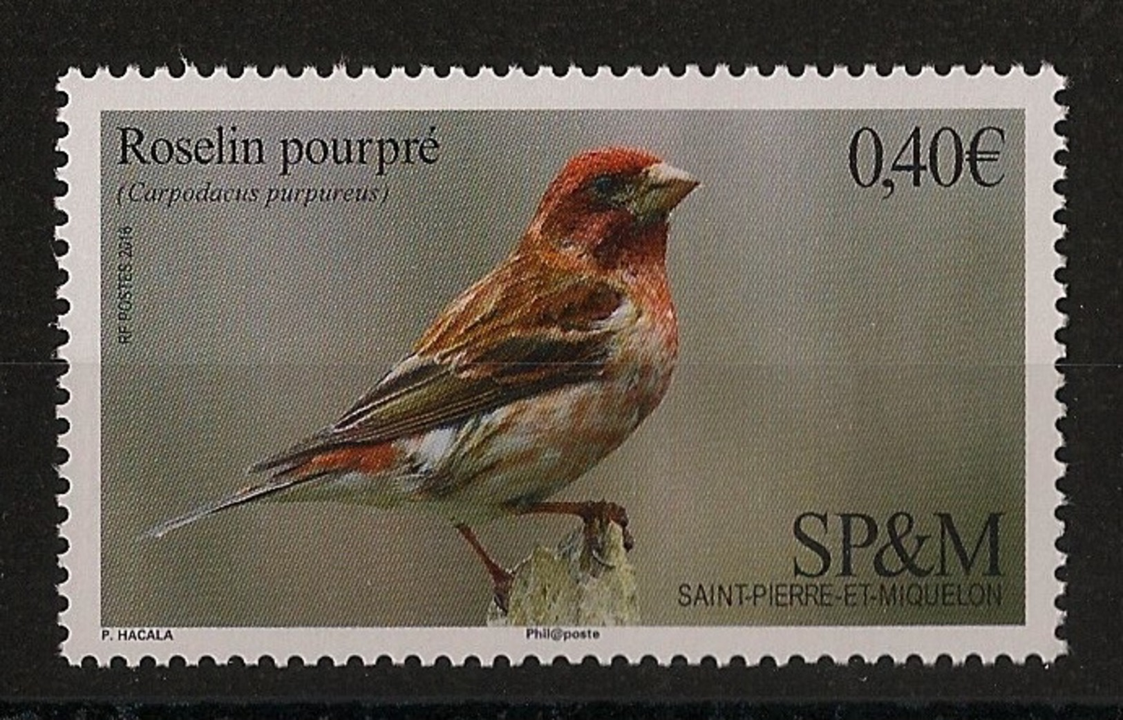 SPM - 2016 - Roseline Pourpre - Neuf Luxe ** / MNH / Postfrisch - Spatzen