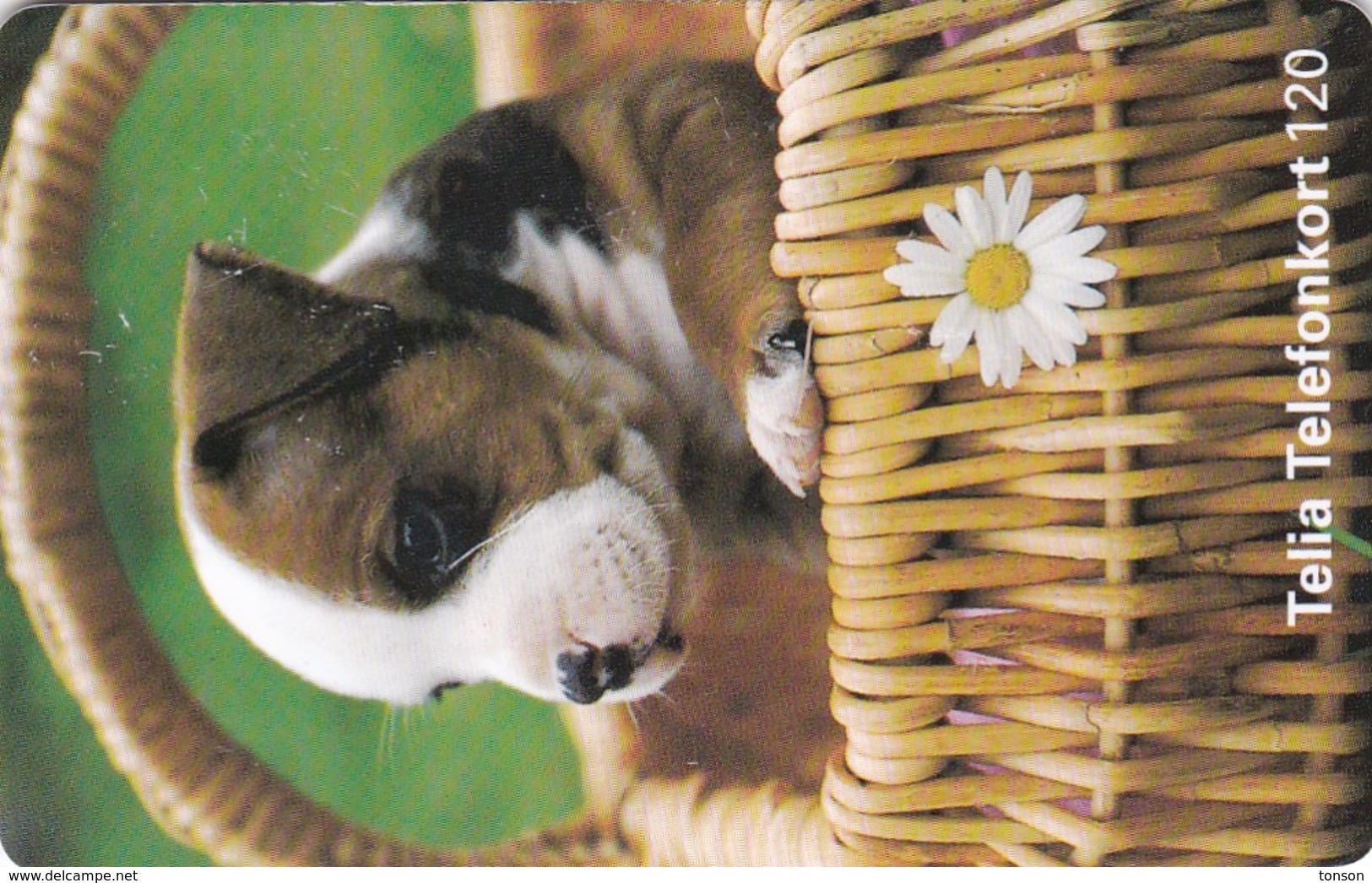 Sweden, 120.039, Puppy In Basket, 2 Scans. - Schweden