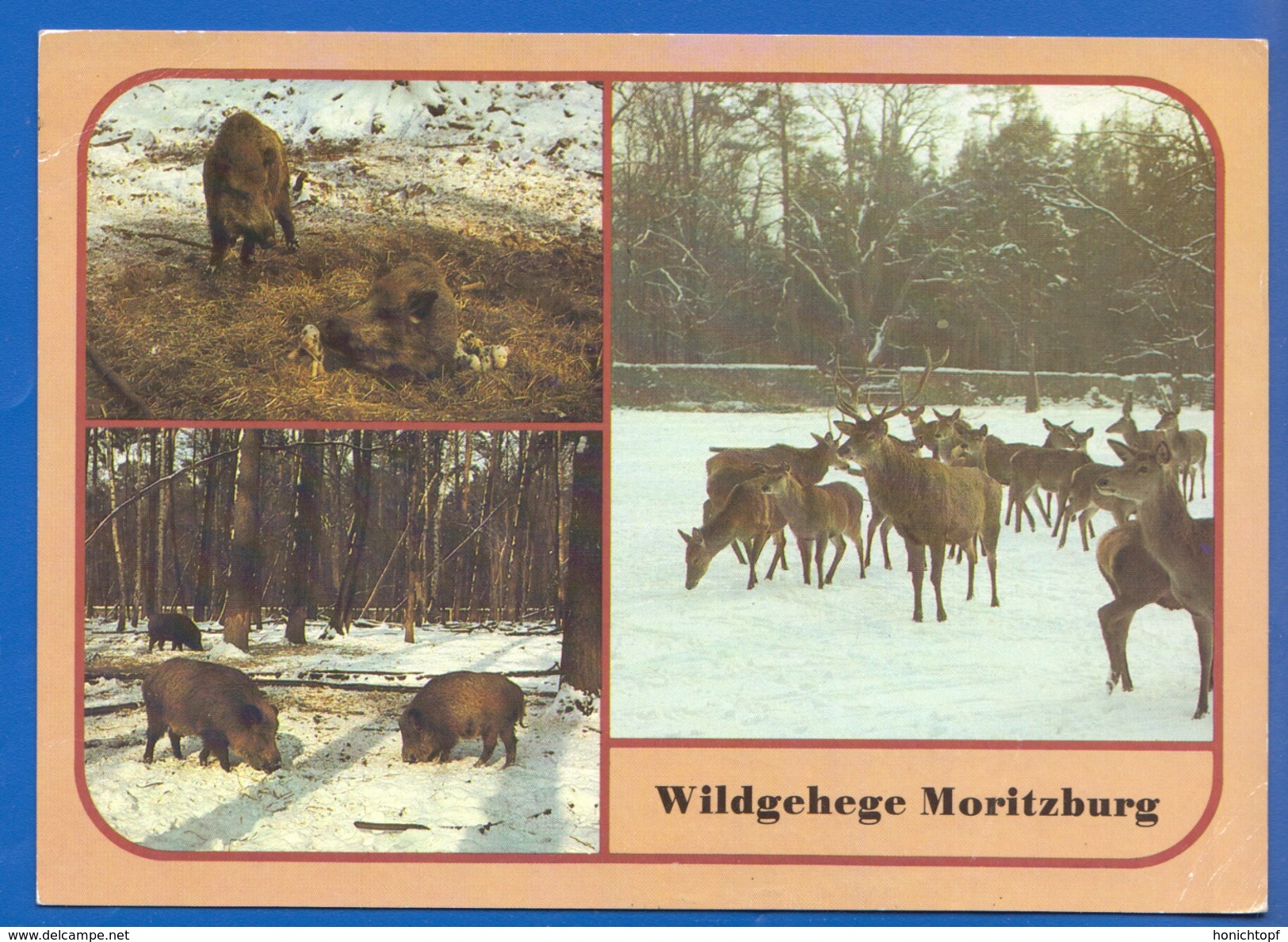 Deutschland; Moritzburg; Wildgehege - Moritzburg