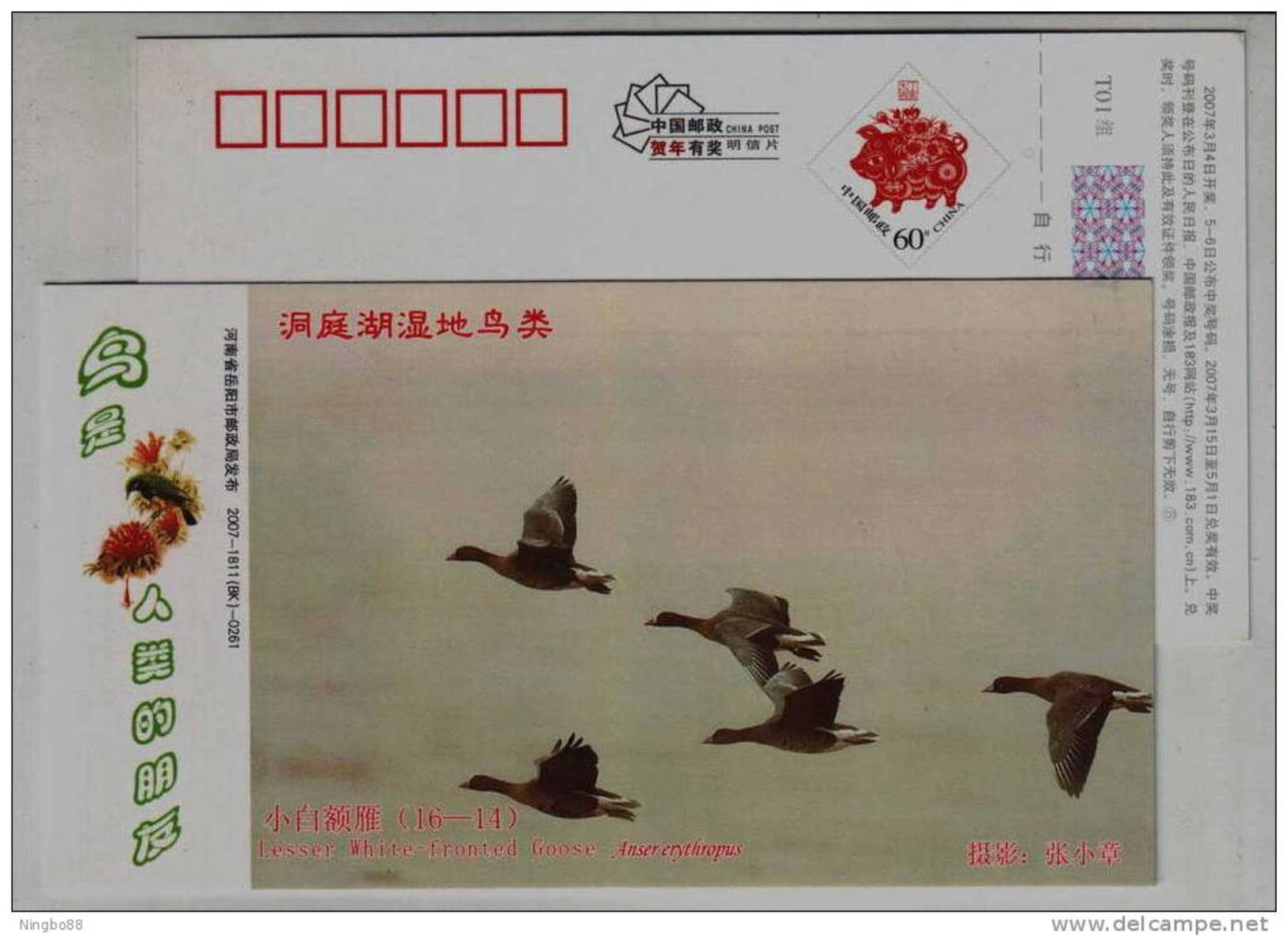 Lesser White-fronted Goose,IUCN Red List Of Endangered Species,CN07 Dongting Lake Wetland Wildlife Pre-stamped Card - Ganzen