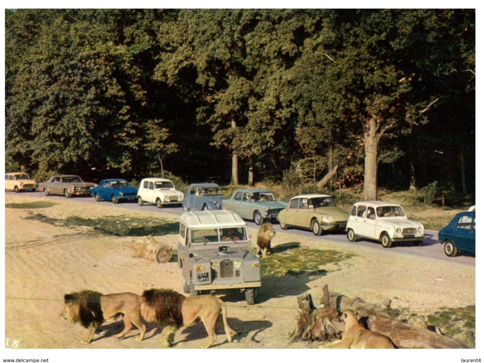(ORL 765) France - Thoiry Zoo - Lion Safari - Lions