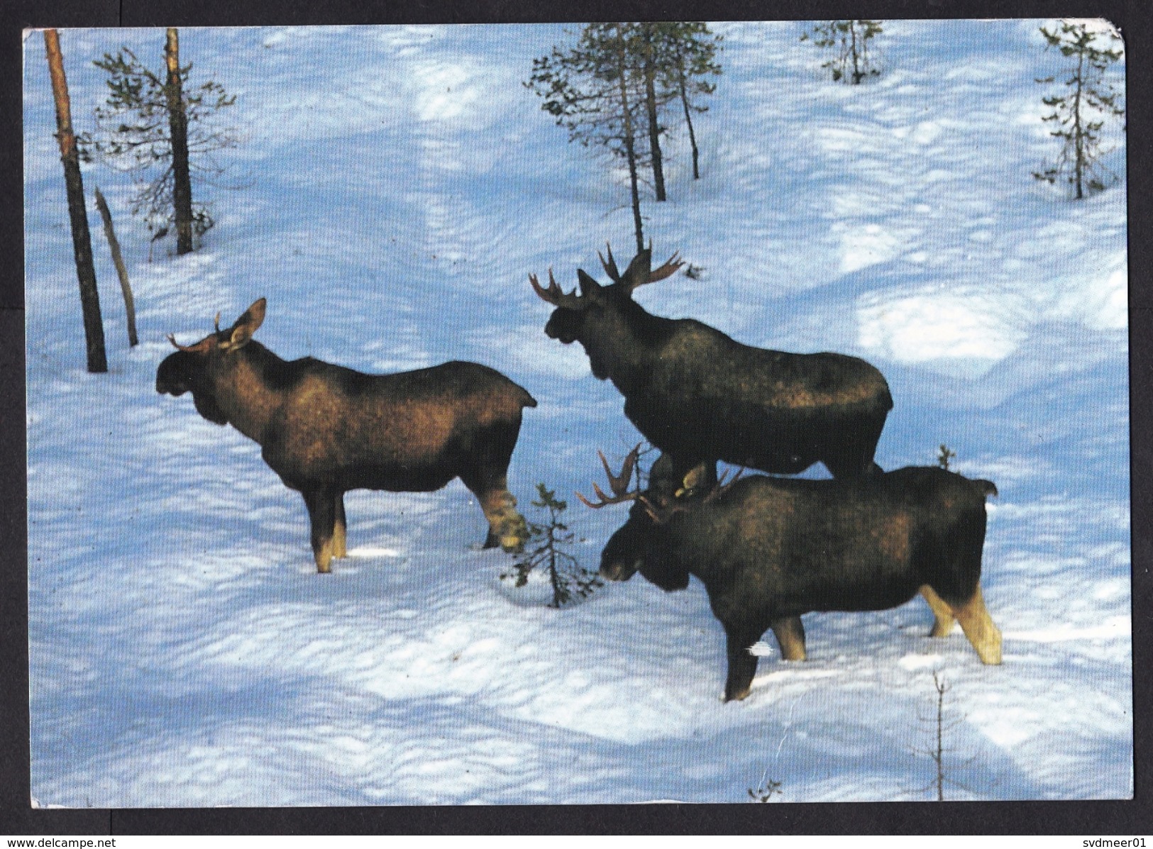 Sweden: PPC Picture Postcard To Netherlands, 2005, 1 Stamp, Building, Priority Label, Card: Moose (traces Of Use) - Cartas & Documentos