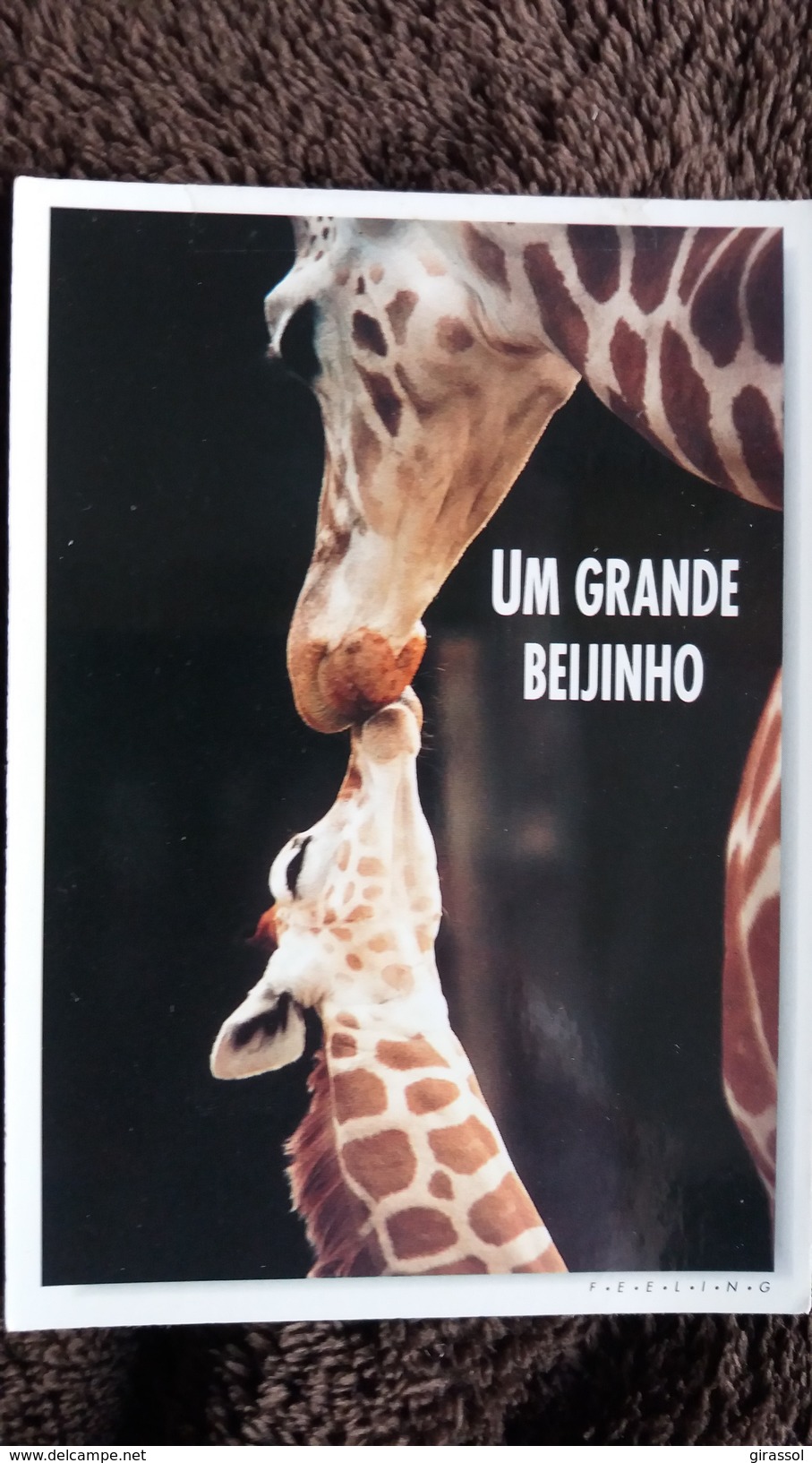 CPM GIRAFE GIRAFON BISOU ED MAGIC CARDS PHOTO CUSHMAN HAYES - Girafes