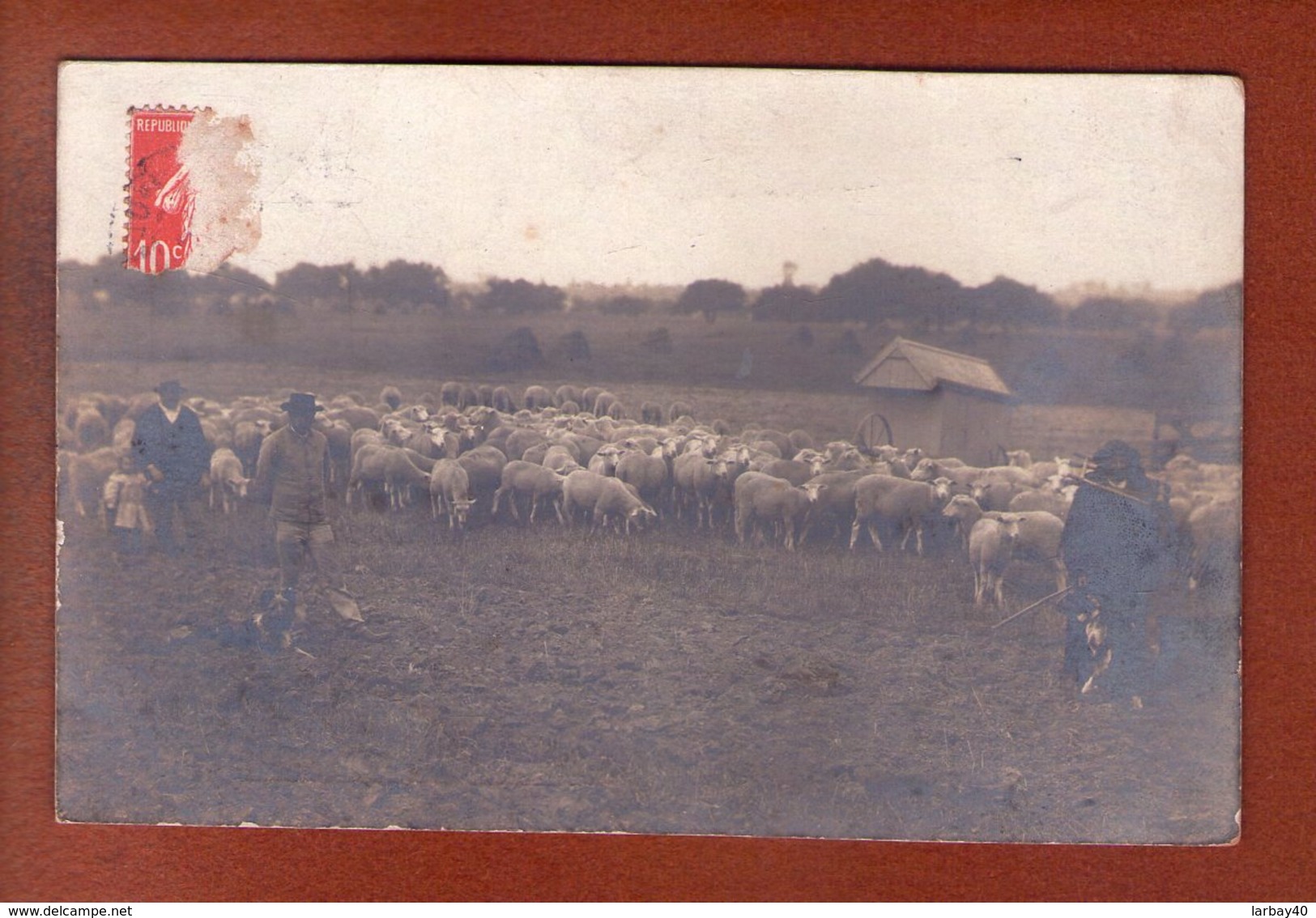 1 Cpa Photo  Moutons - Maurer Louviers - Fotografie